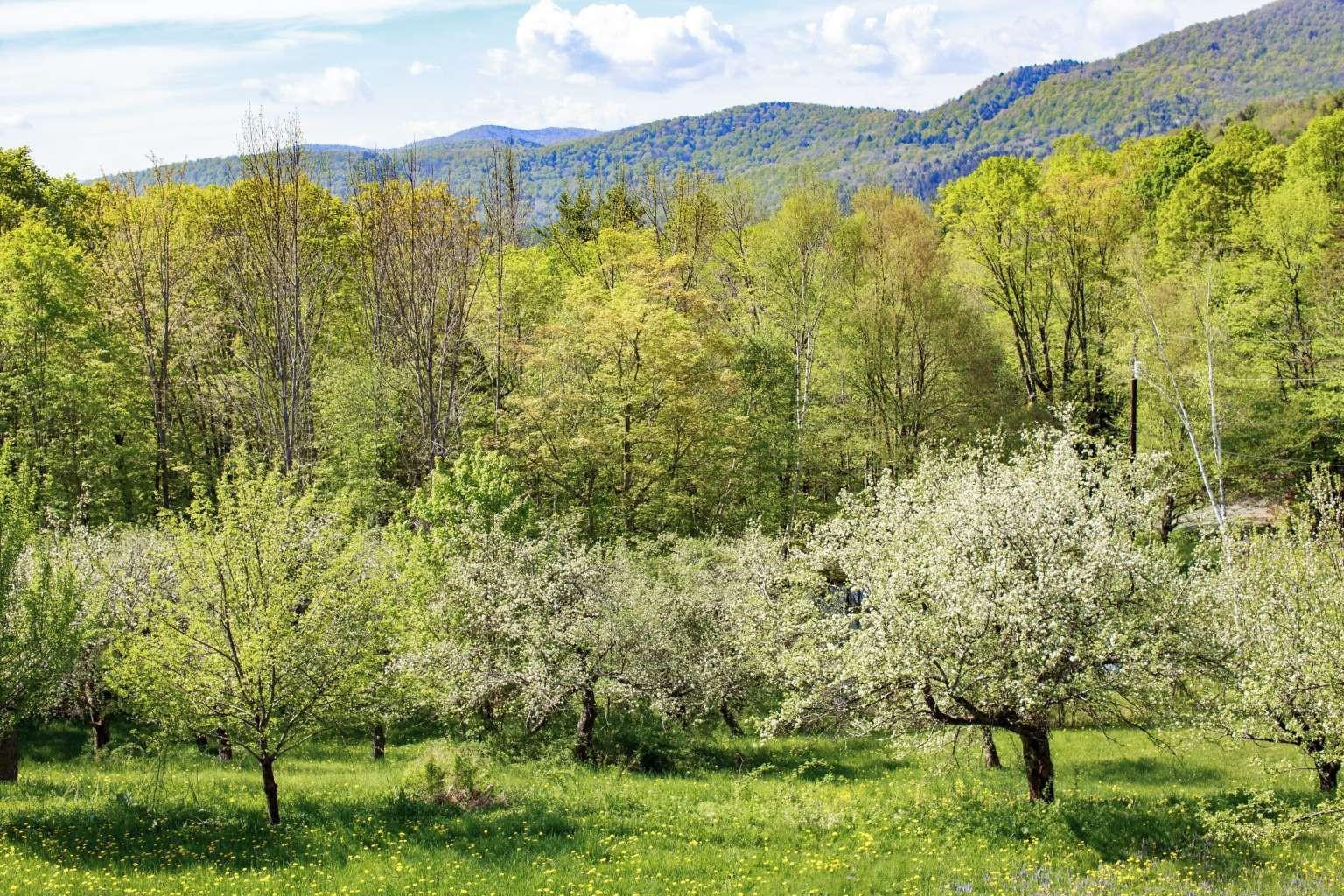 1312 Macintosh Hill Road