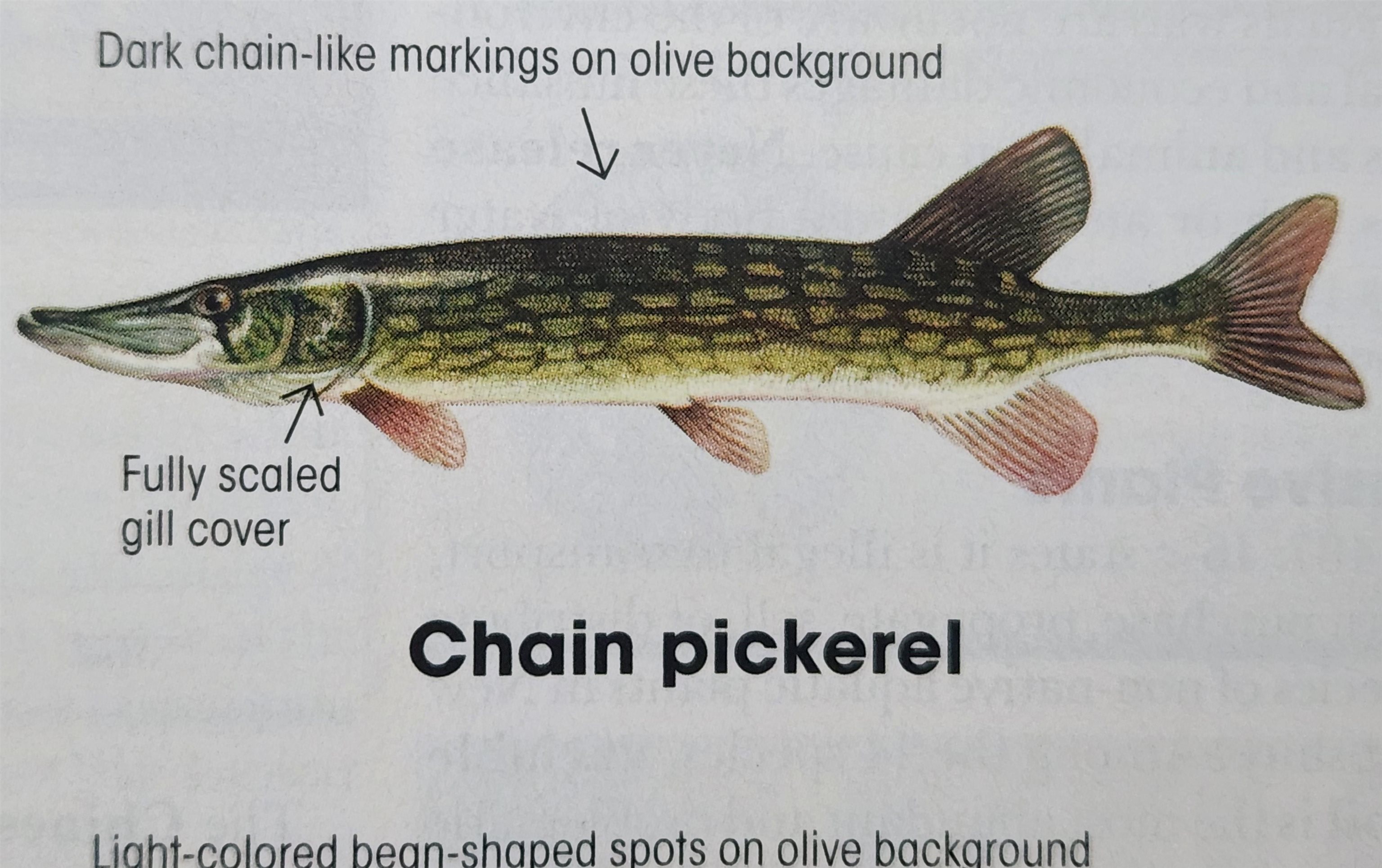 Gilmanton, New Hampshire 03237, United States, 3 Bedrooms Bedrooms, ,3 BathroomsBathrooms,Residential,Pending,82470