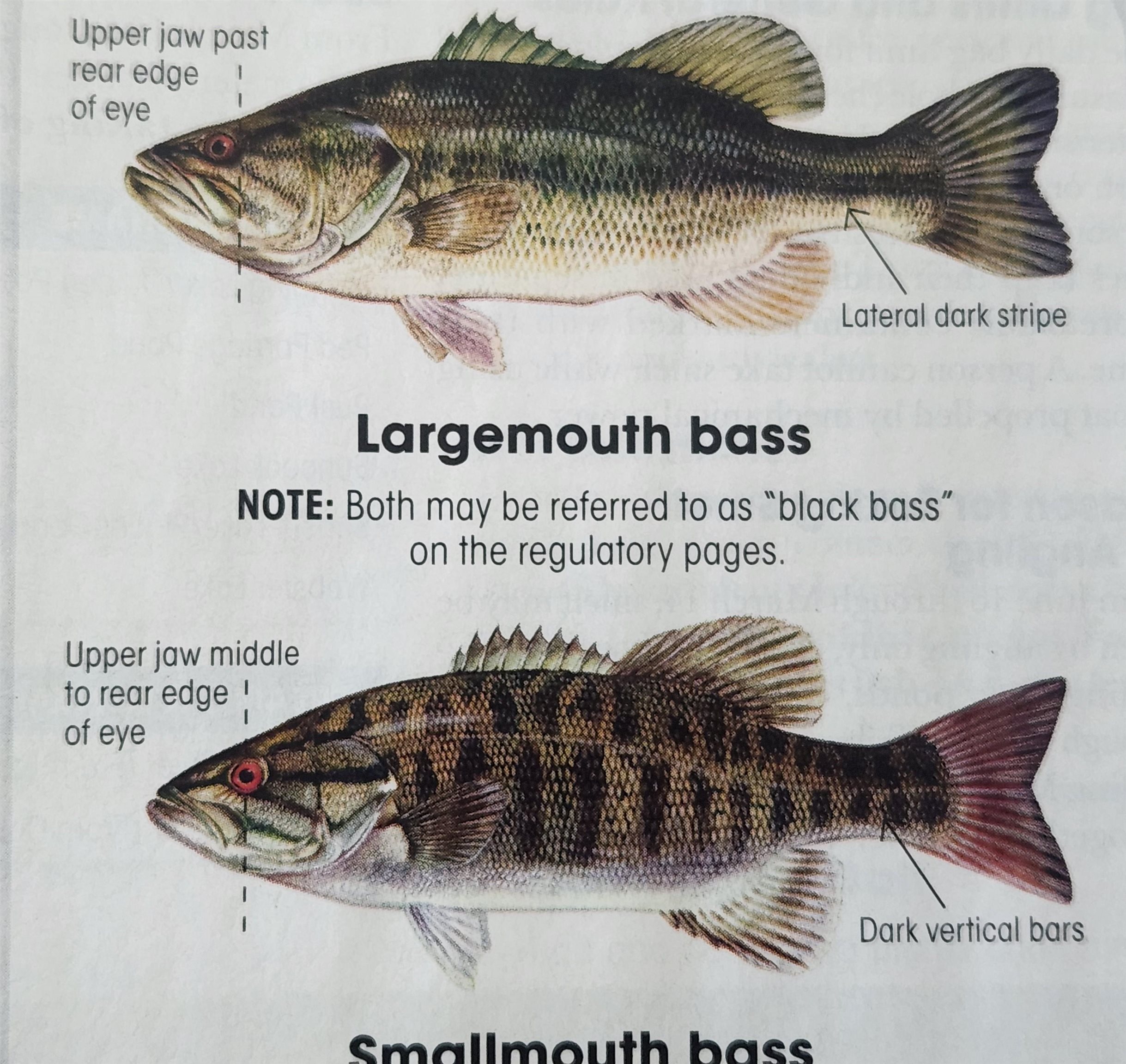 Gilmanton, New Hampshire 03237, United States, 3 Bedrooms Bedrooms, ,3 BathroomsBathrooms,Residential,Pending,82470