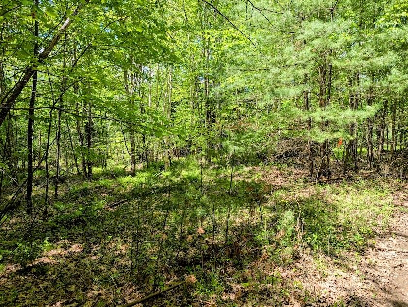Lot 101 Wildwood Road