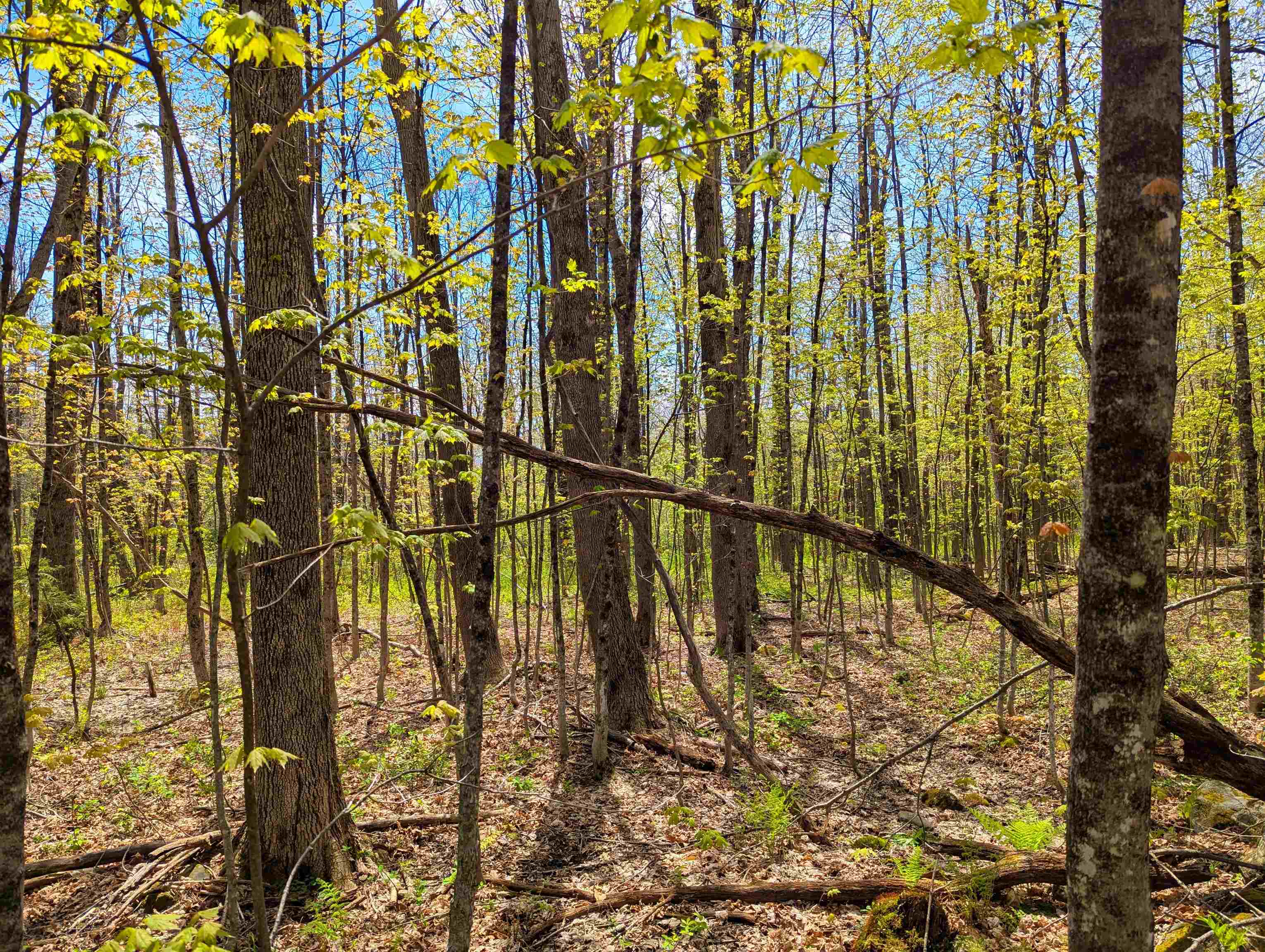 4 Antler Loop