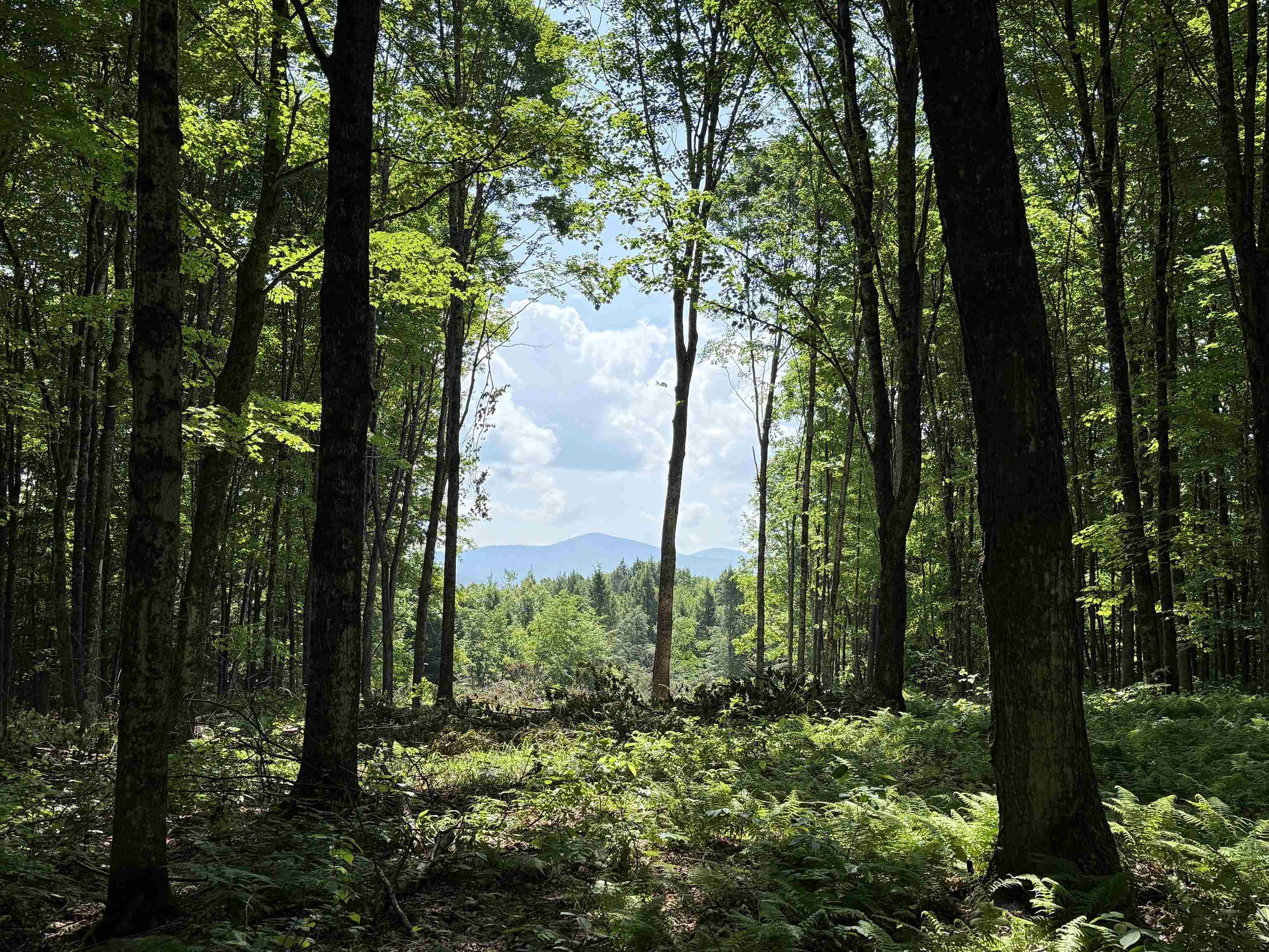 East Montpelier, Vermont 05651, United States, ,Land,Active,184244