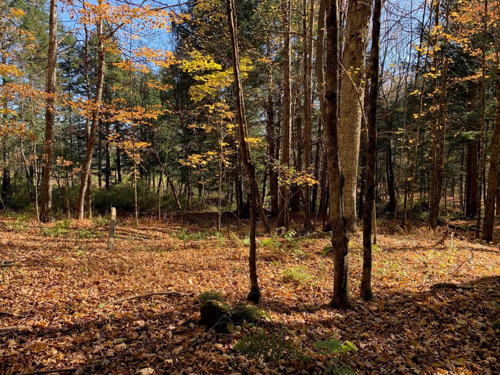 East Montpelier, Vermont 05651, United States, ,Land,Active,184244