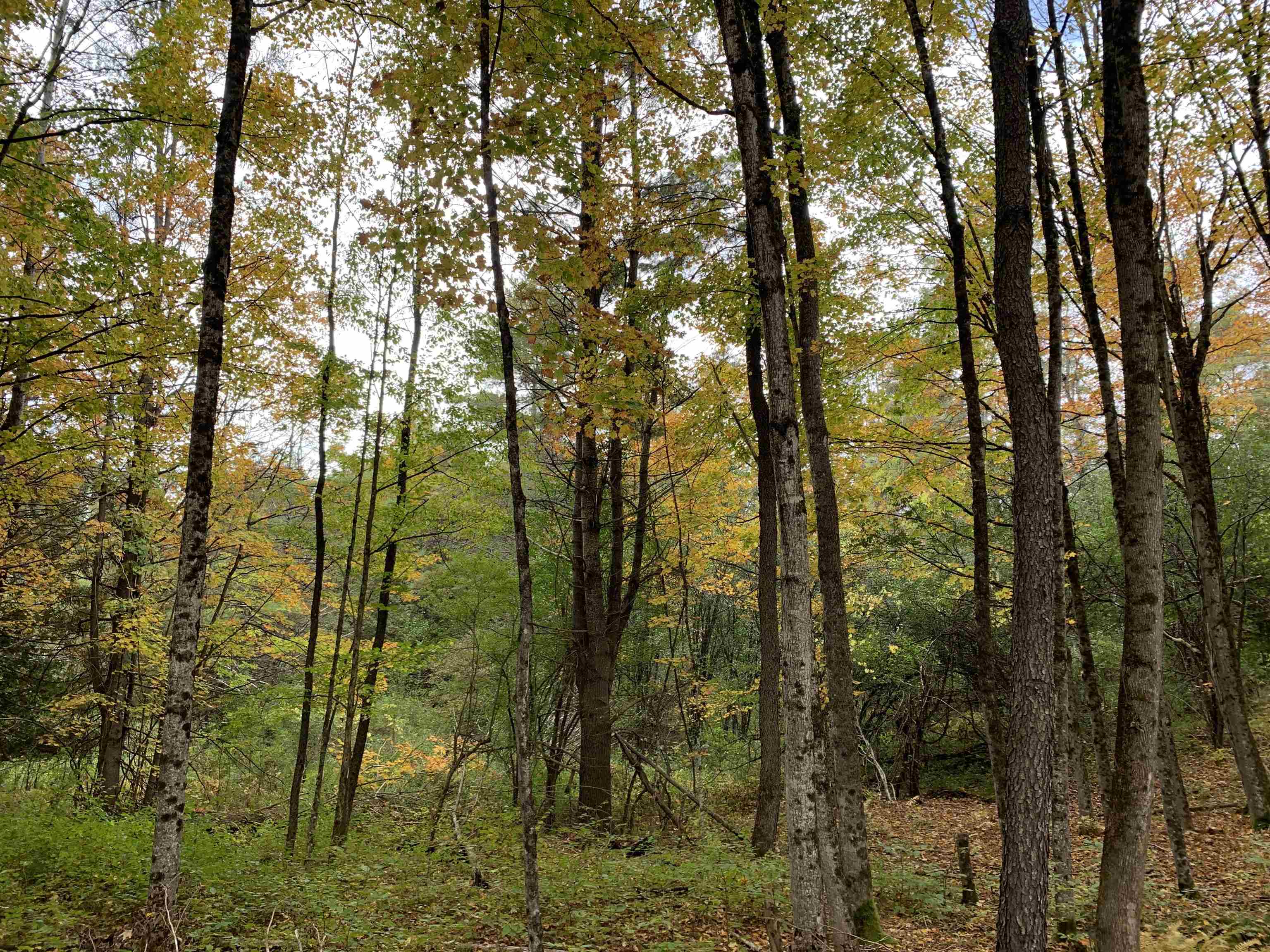 East Montpelier, Vermont 05651, United States, ,Land,Active,184244