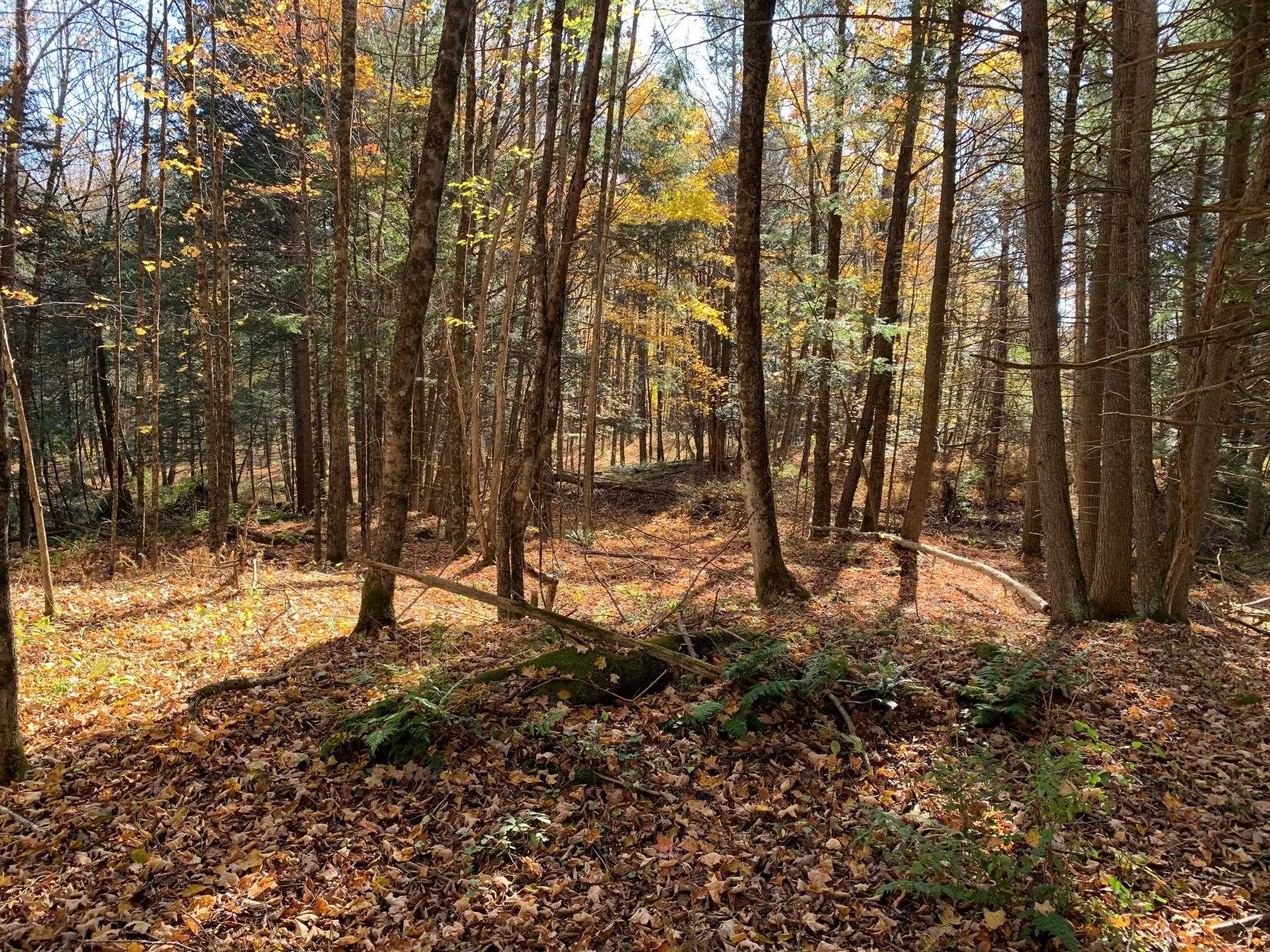 East Montpelier, Vermont 05651, United States, ,Land,Active,184244