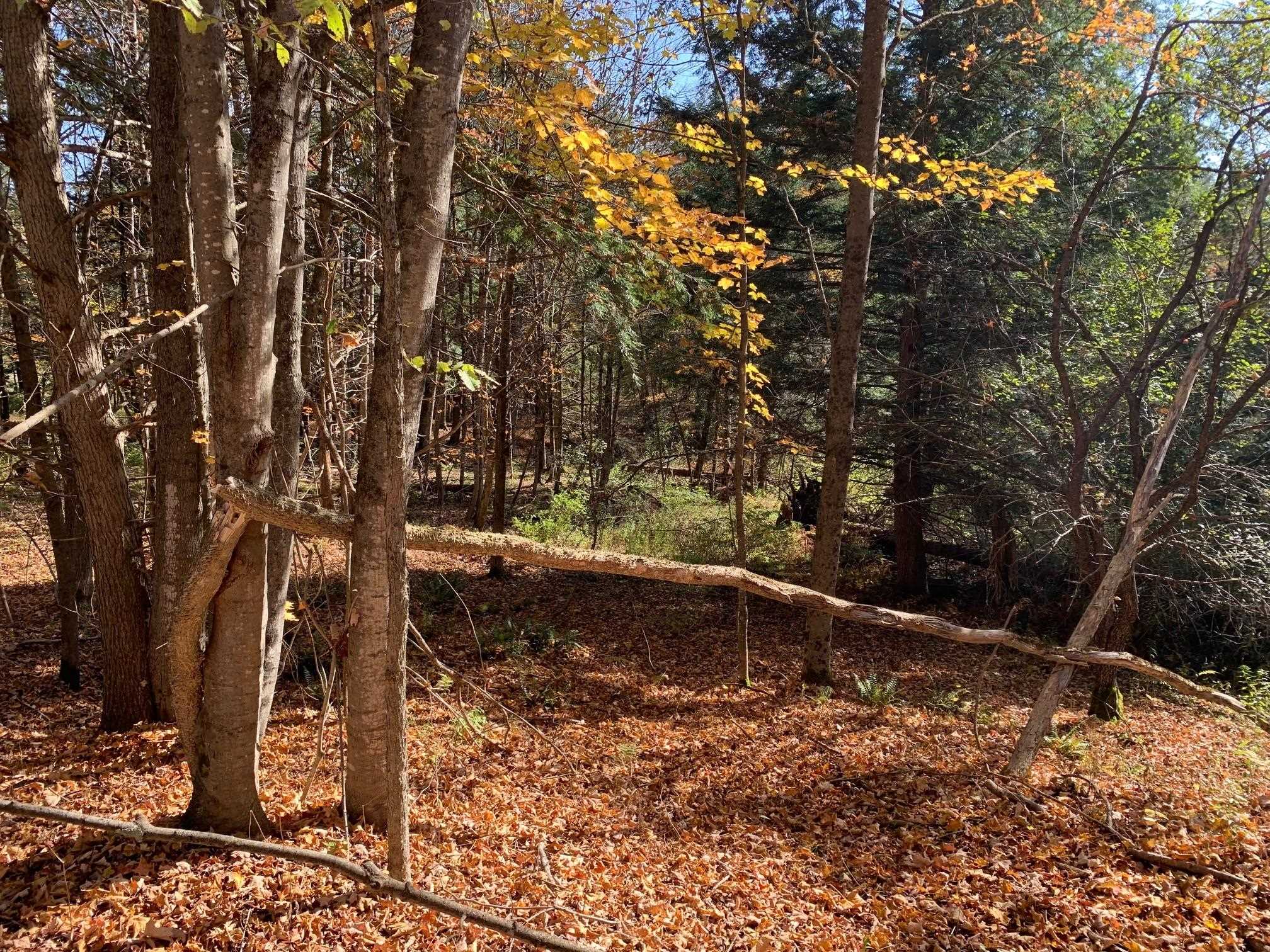 East Montpelier, Vermont 05651, United States, ,Land,Active,184244