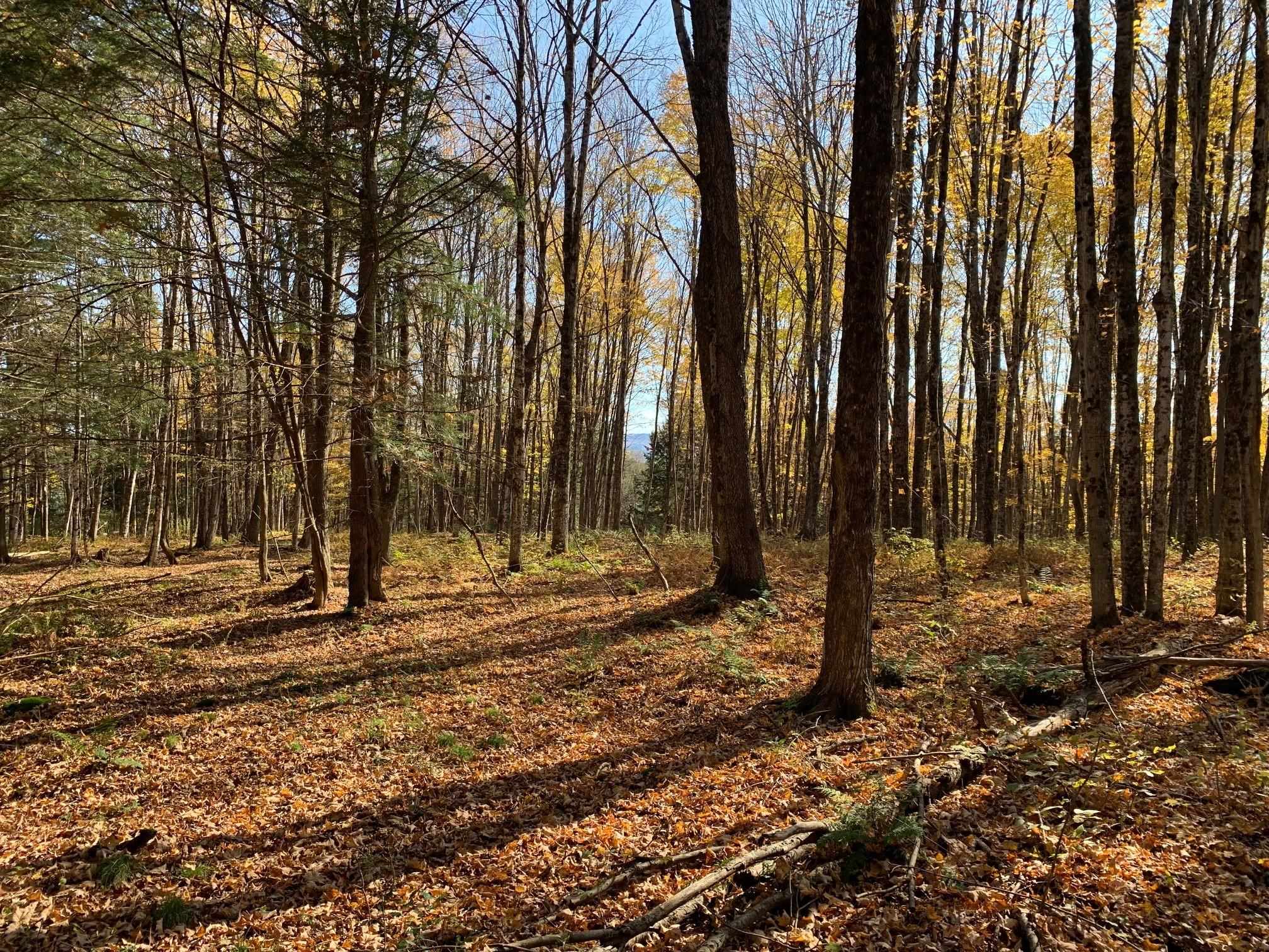 East Montpelier, Vermont 05651, United States, ,Land,Active,184244