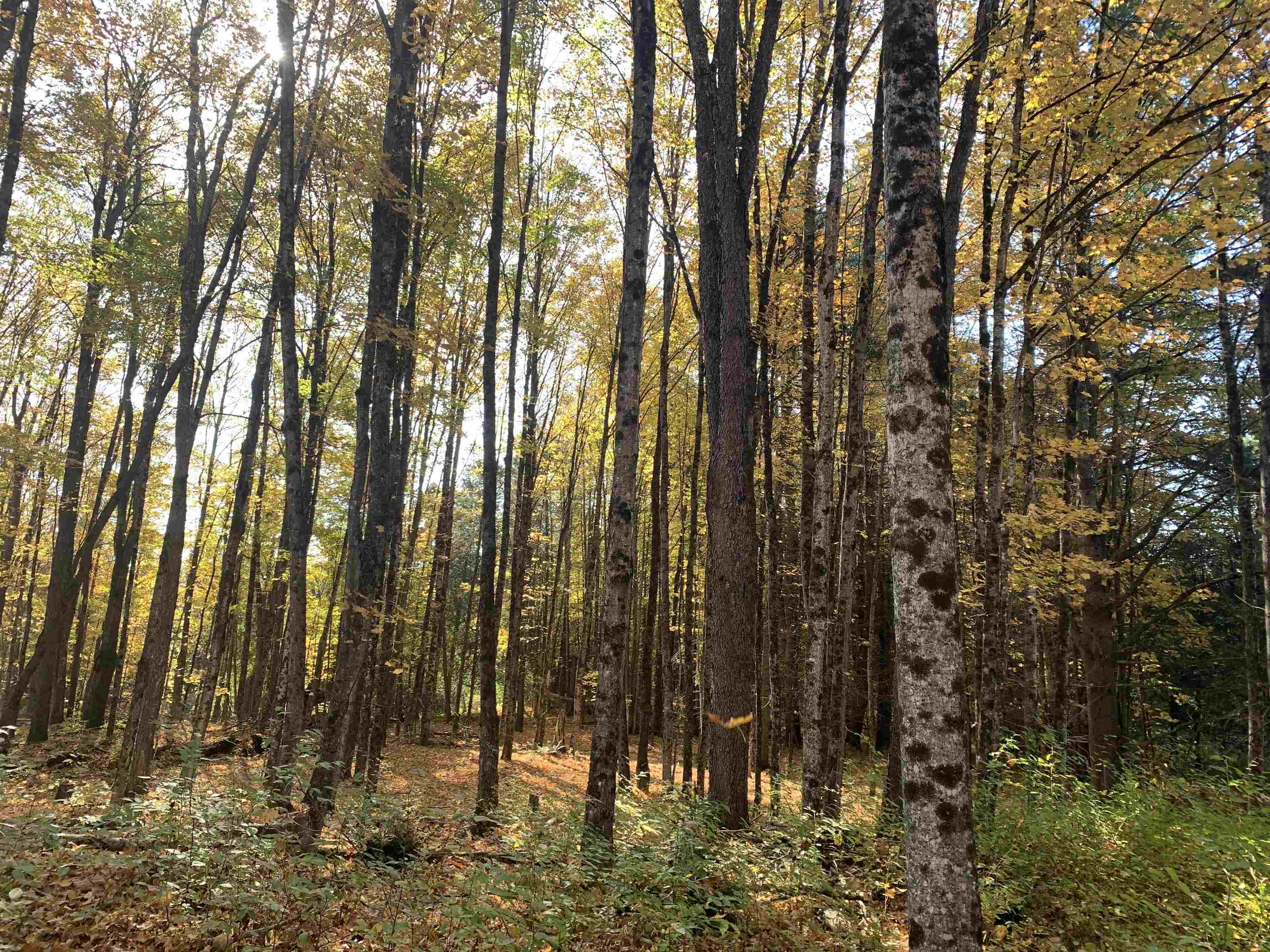 East Montpelier, Vermont 05651, United States, ,Land,Active,184244