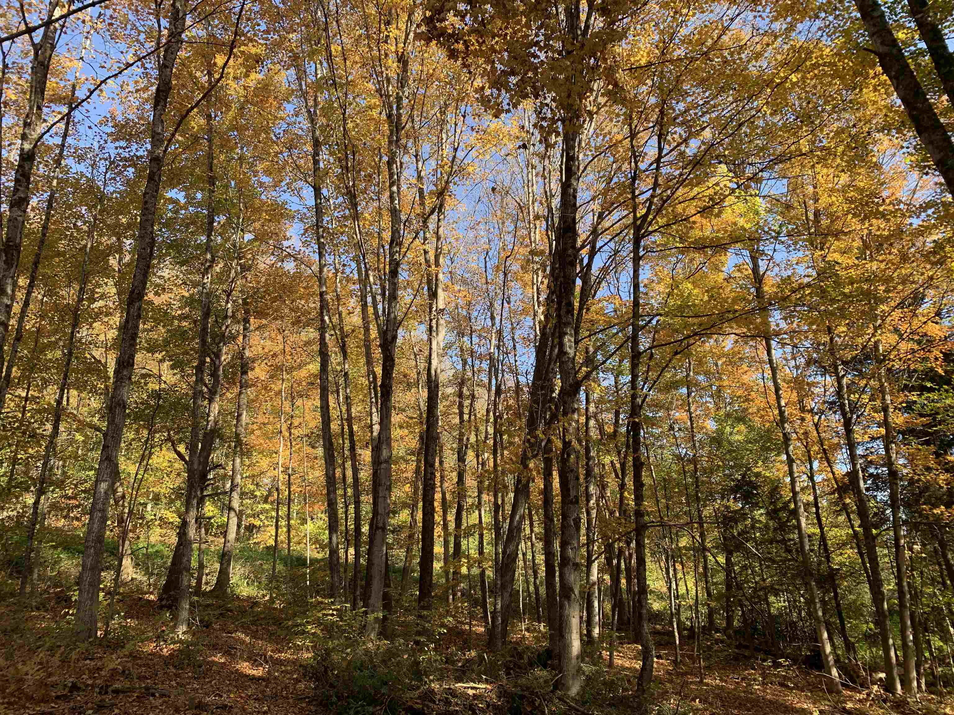 East Montpelier, Vermont 05651, United States, ,Land,Active,184244