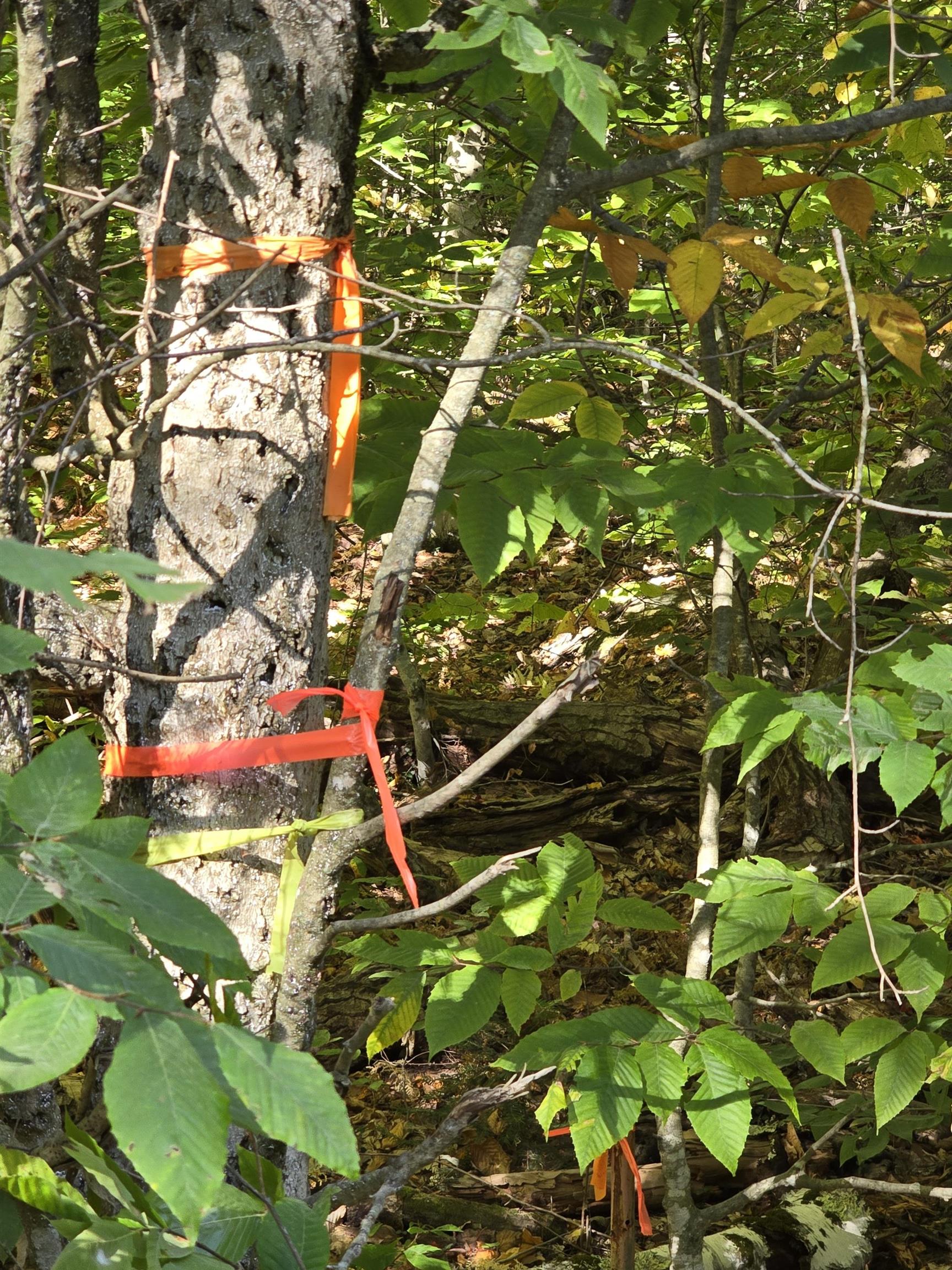 0 Klondike Road lot 2