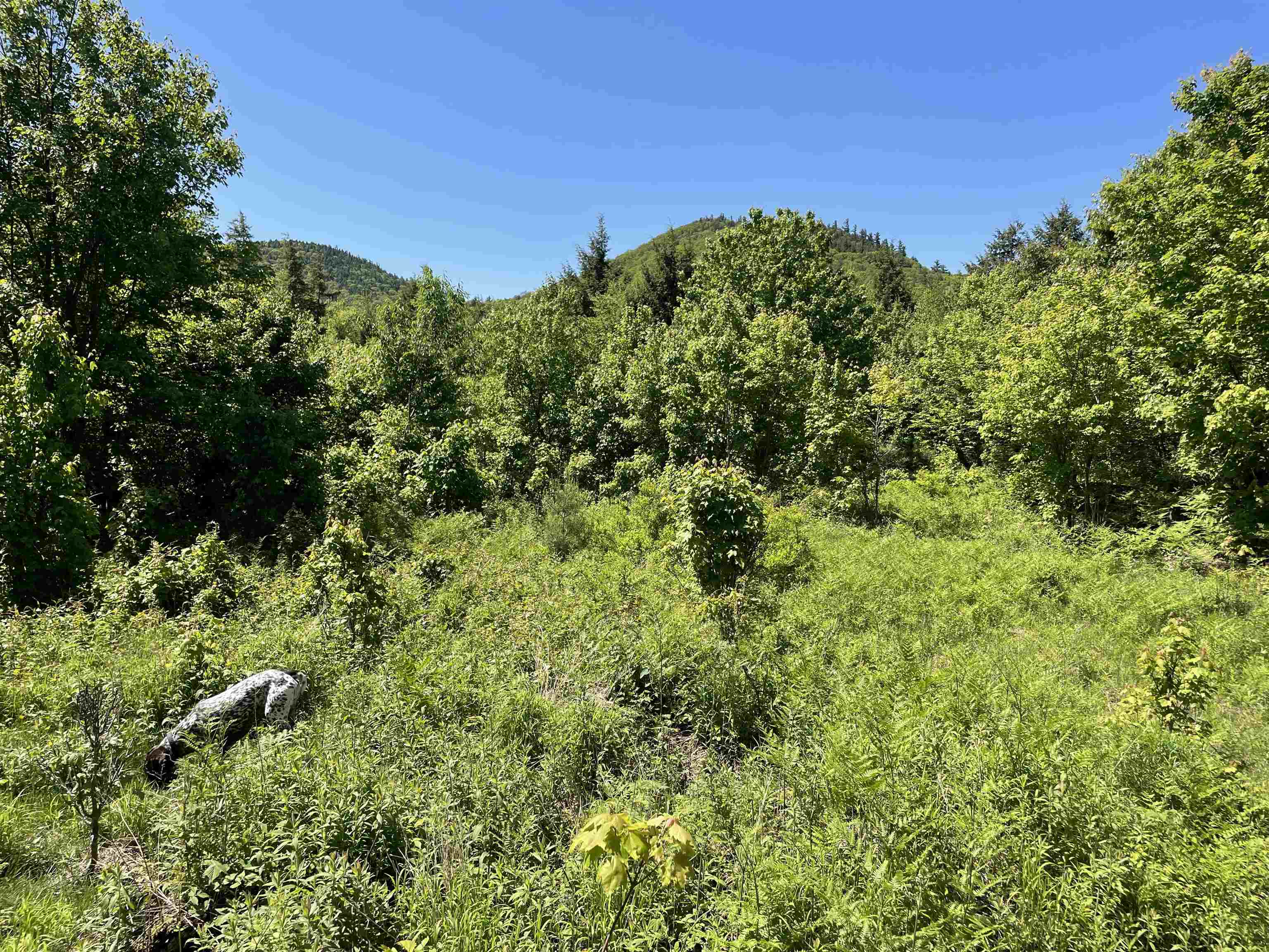 * ALDER PLAINS Road