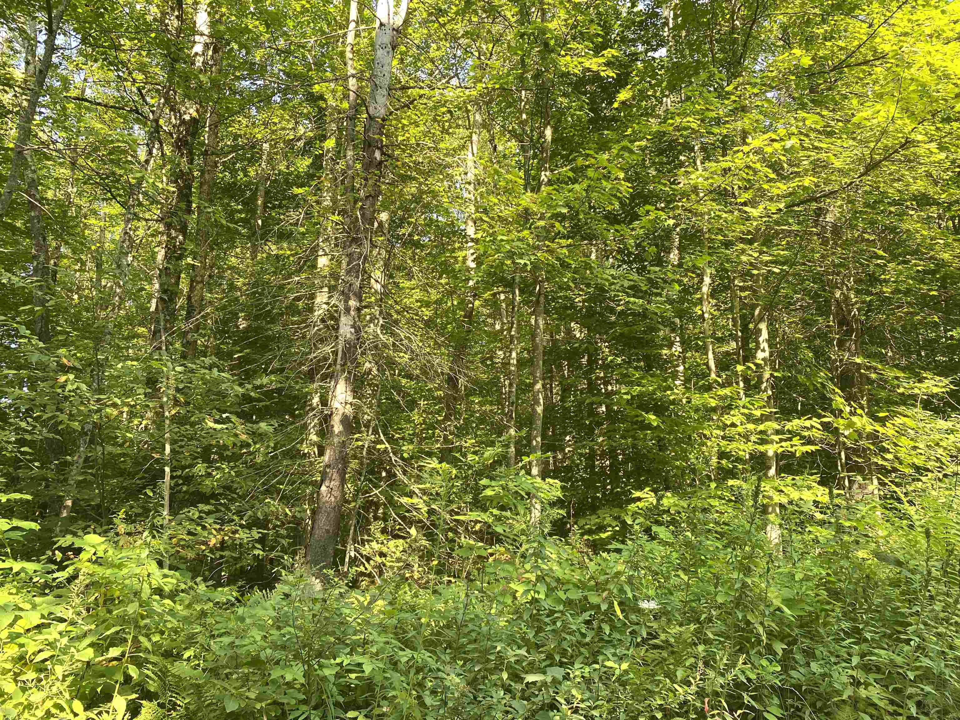 Ripton, Vermont 05766, United States, ,Land,Active,189324