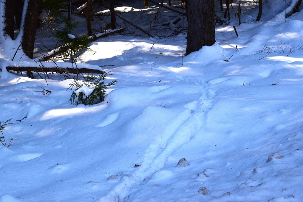 Photo of 185 Hanover Drive #185, Haverhill, NH 03765 (MLS # 5065790)