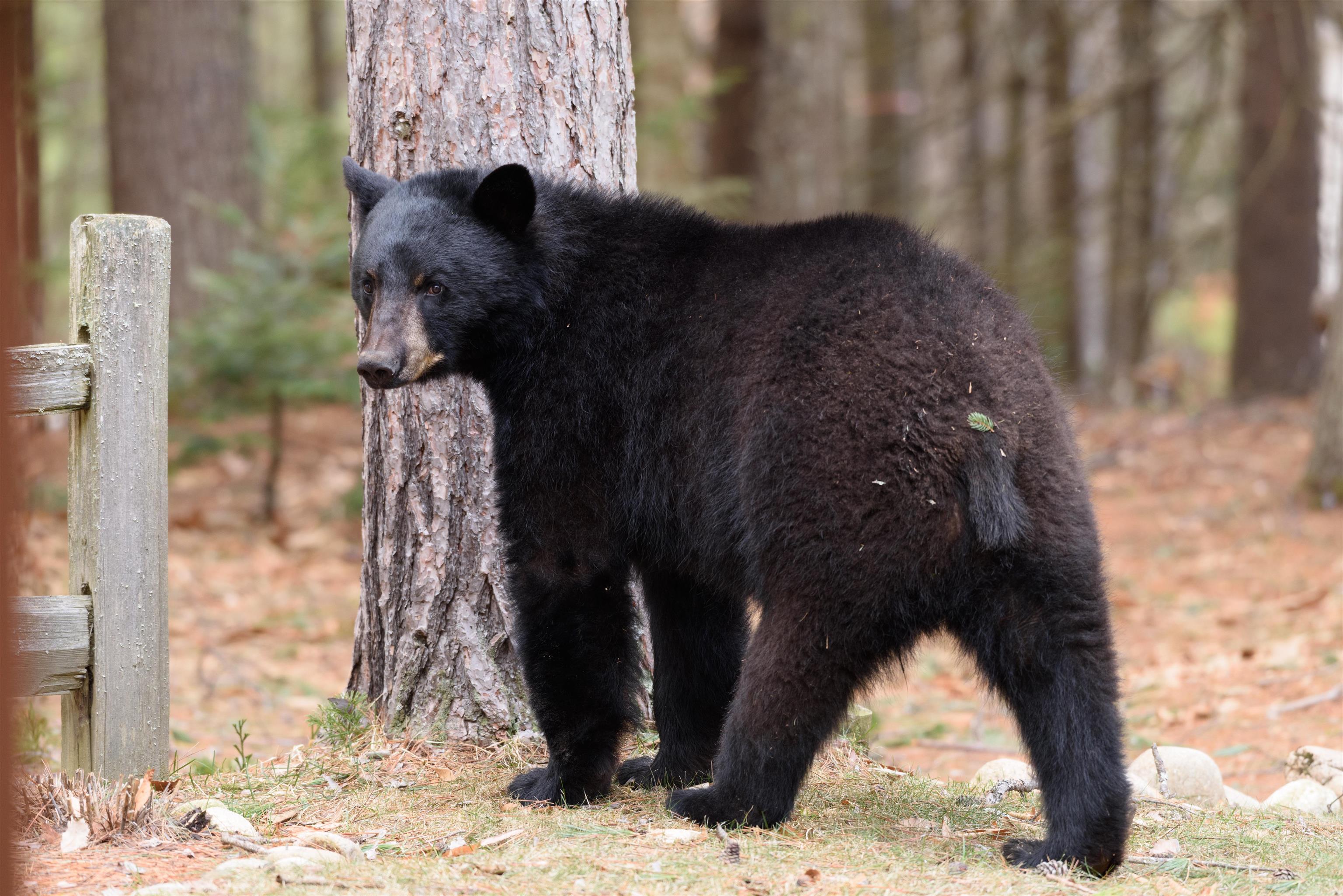 Thornton, New Hampshire 03285, United States, 4 Bedrooms Bedrooms, ,2 BathroomsBathrooms,Residential,Active,189785