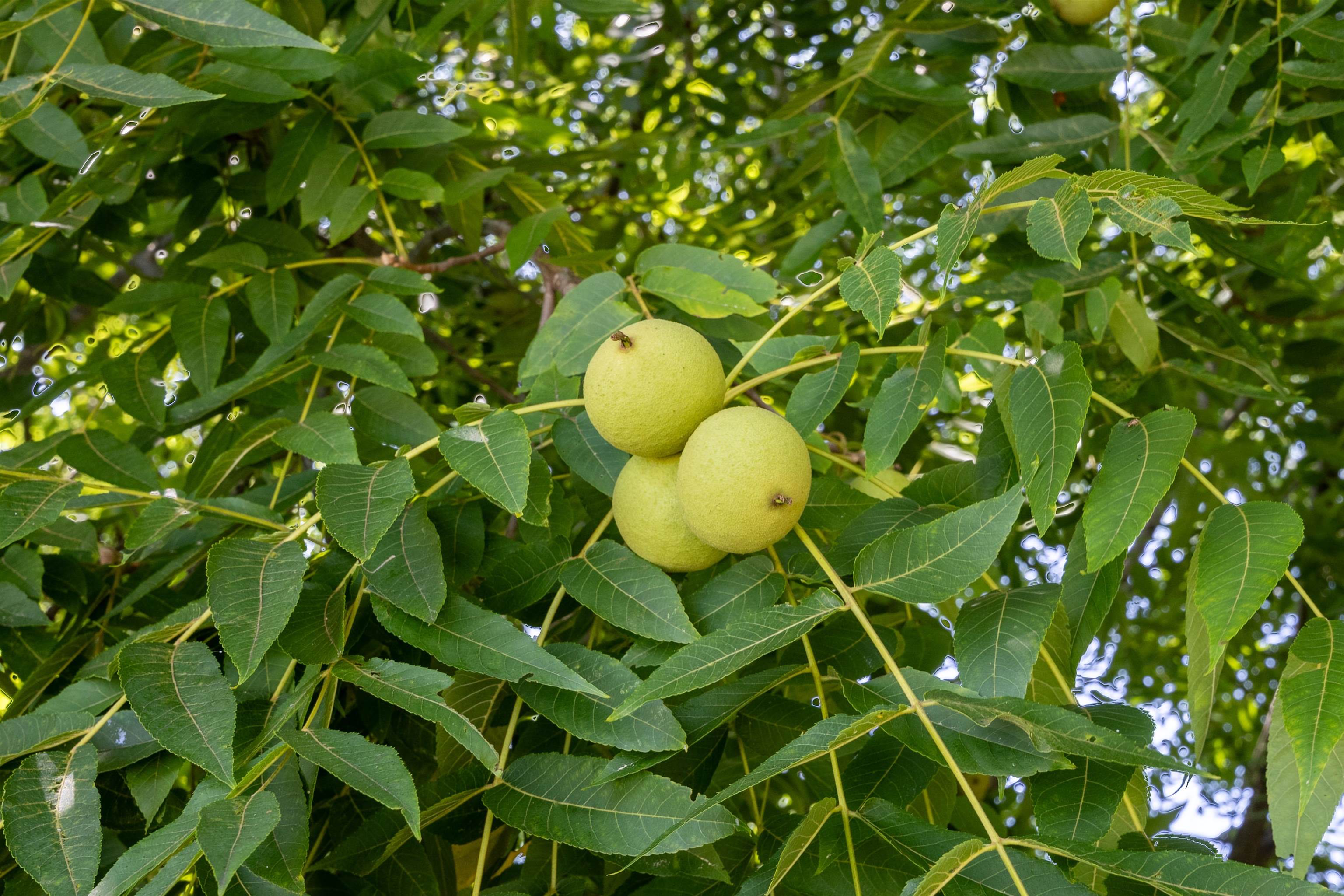 Litchfield, New Hampshire 03052, United States, 3 Bedrooms Bedrooms, ,2 BathroomsBathrooms,Residential,Active,188052
