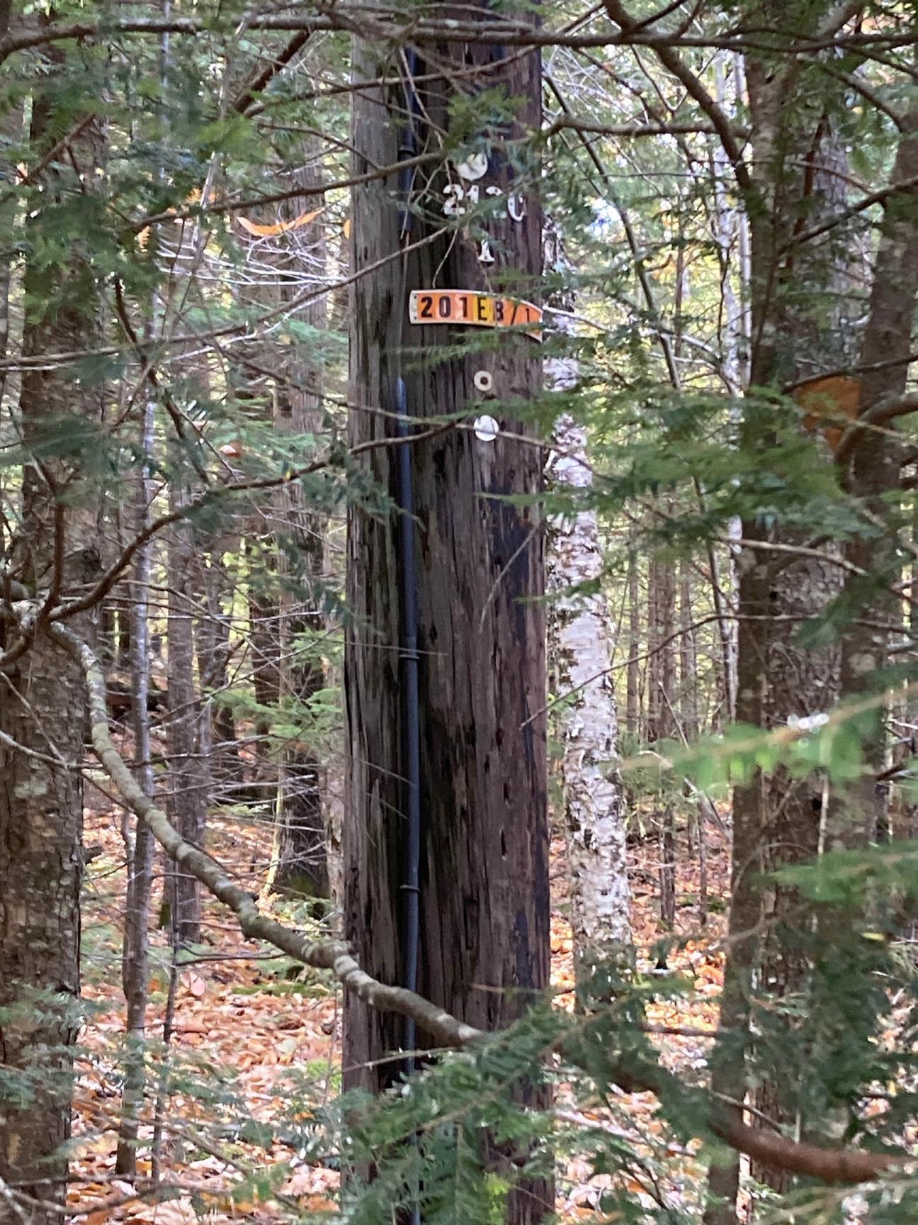 Abnaki Trail