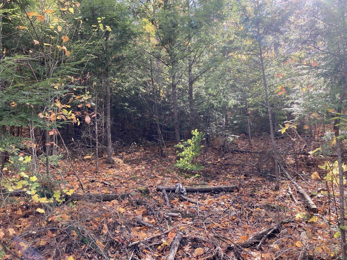 Abnaki Trail