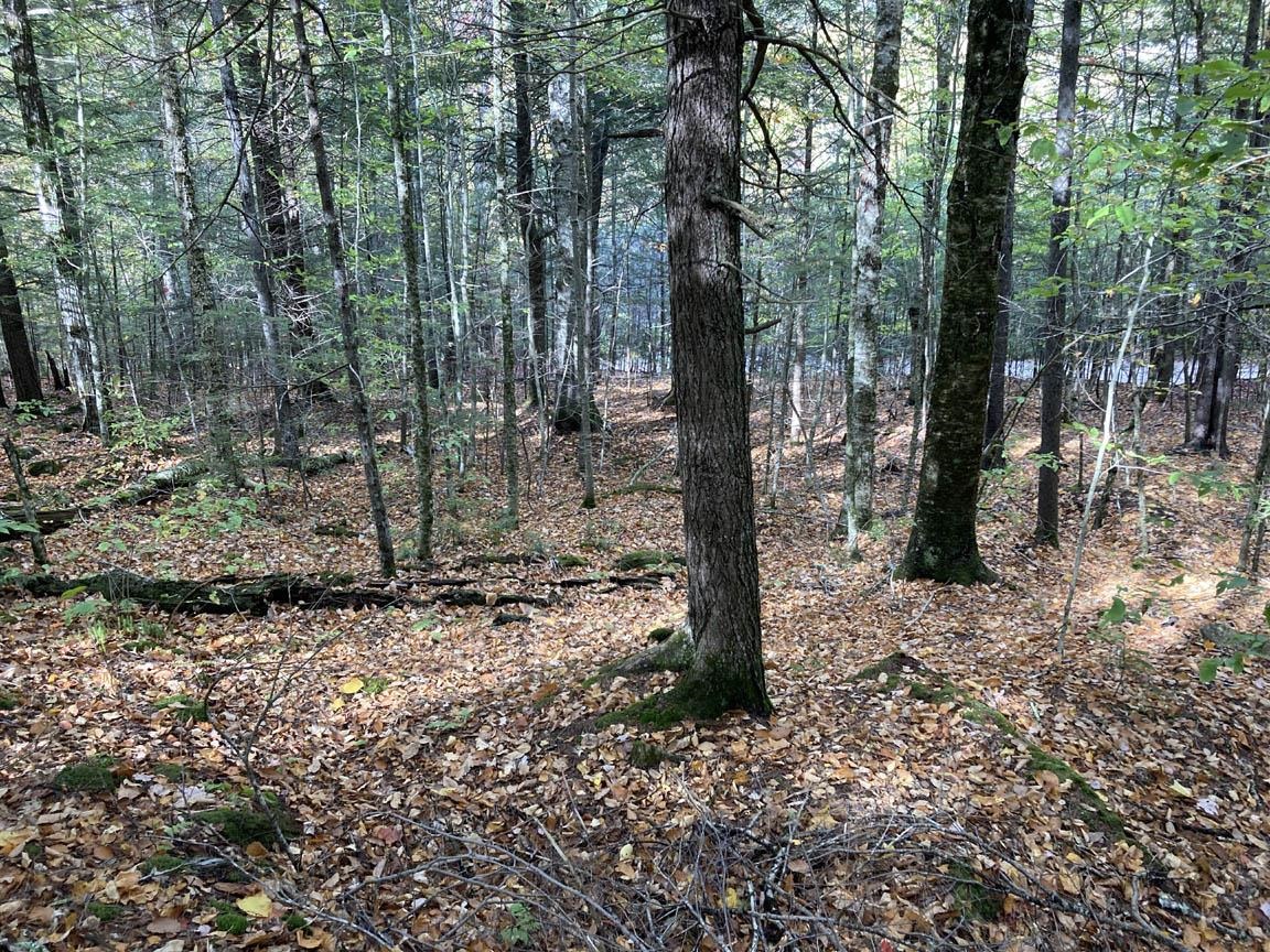 Abnaki Trail