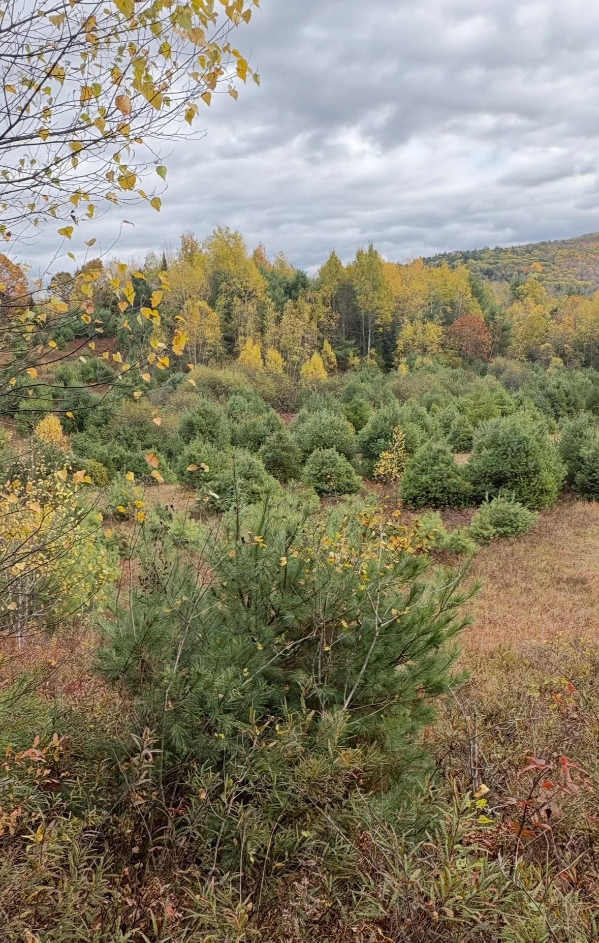 Lot 4 Catterall Road