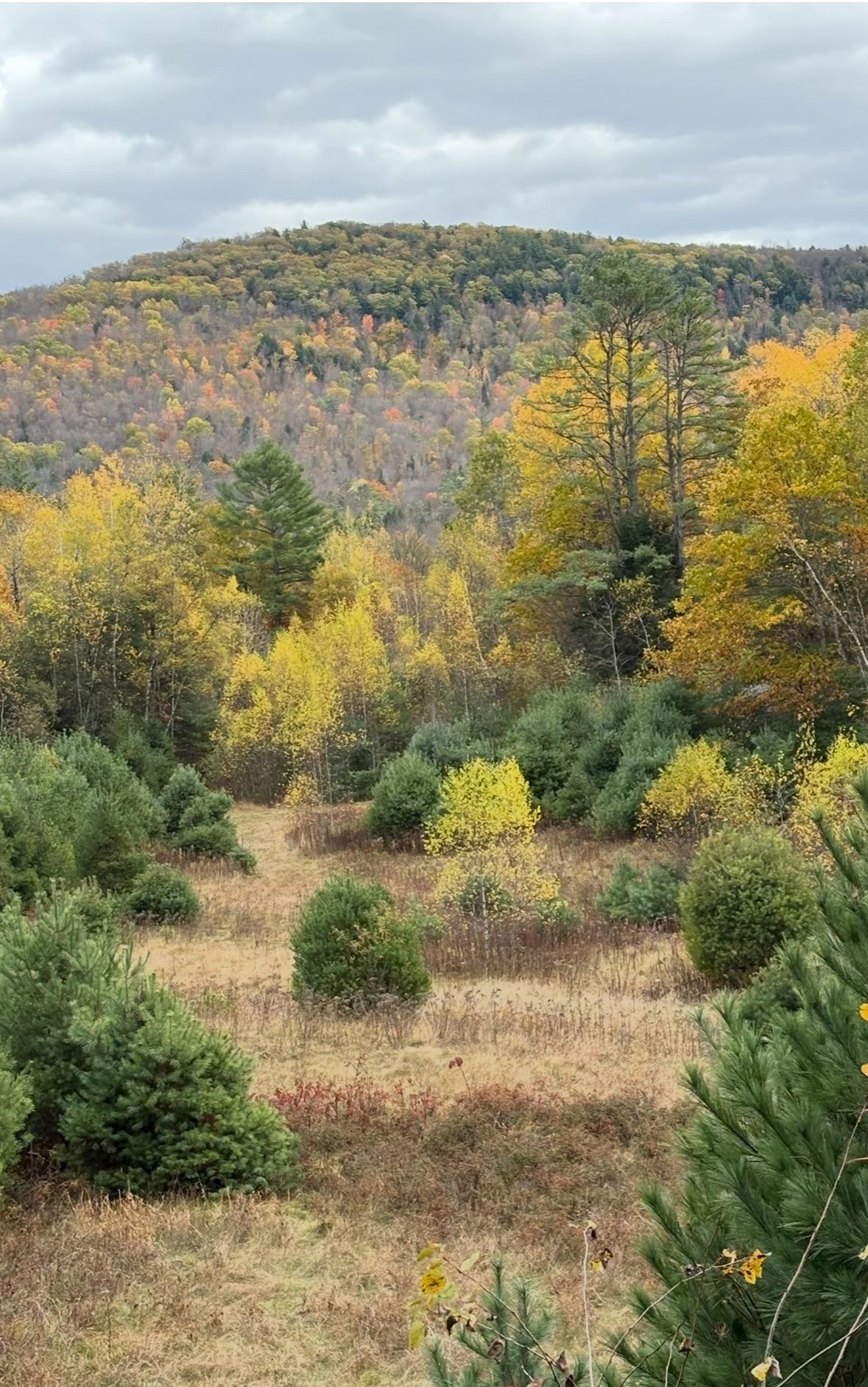 Lot 4 Catterall Road