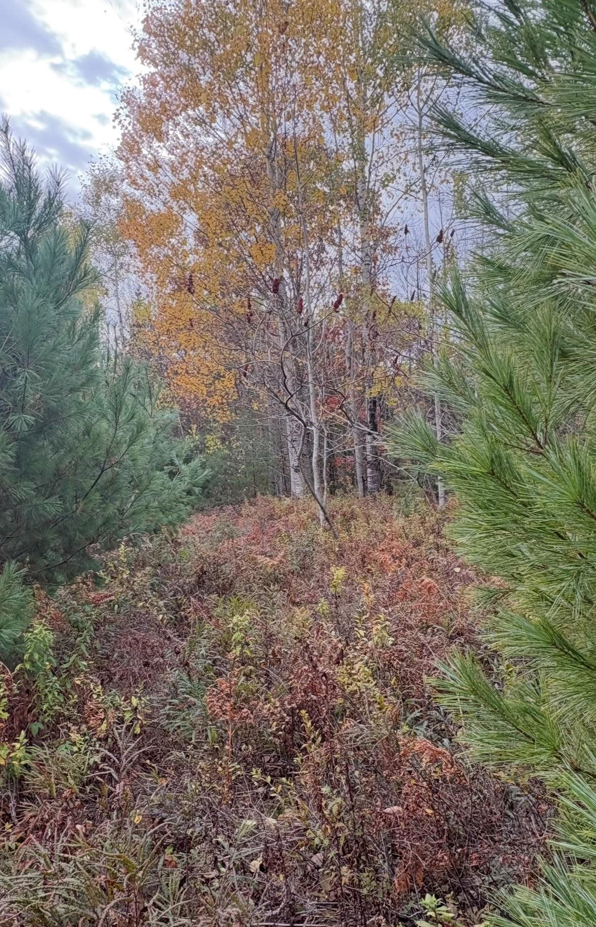 Lot 4 Catterall Road