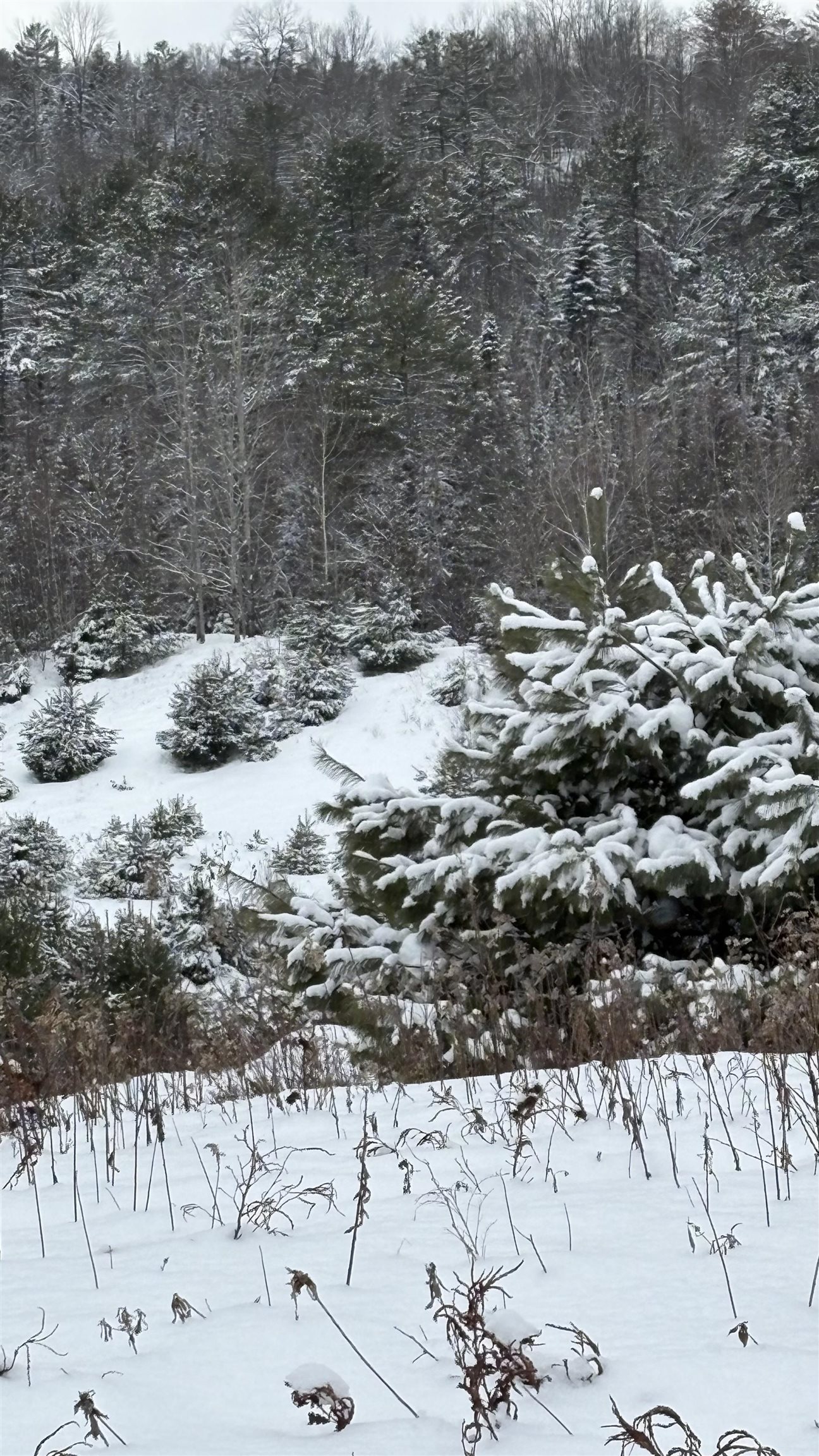 Lot 4 Catterall Road