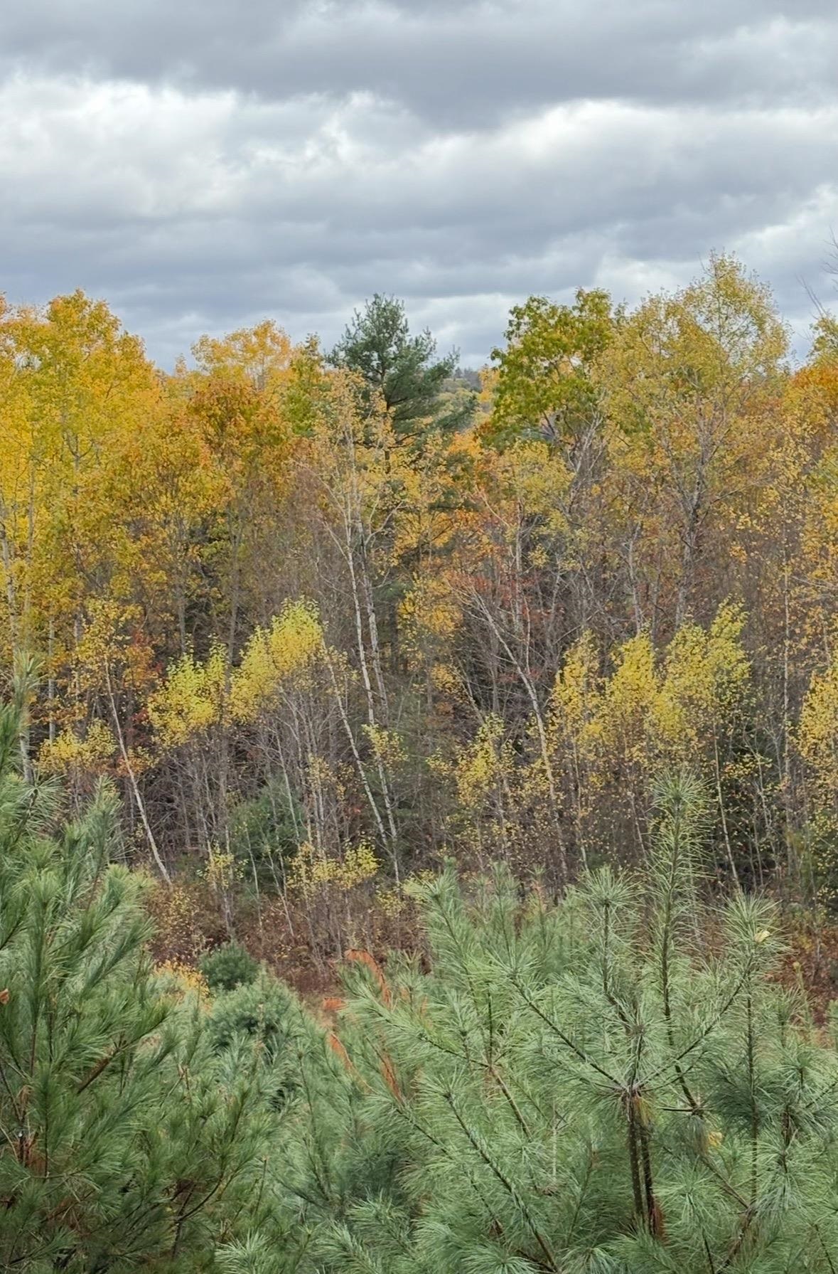 Lot 4 Catterall Road