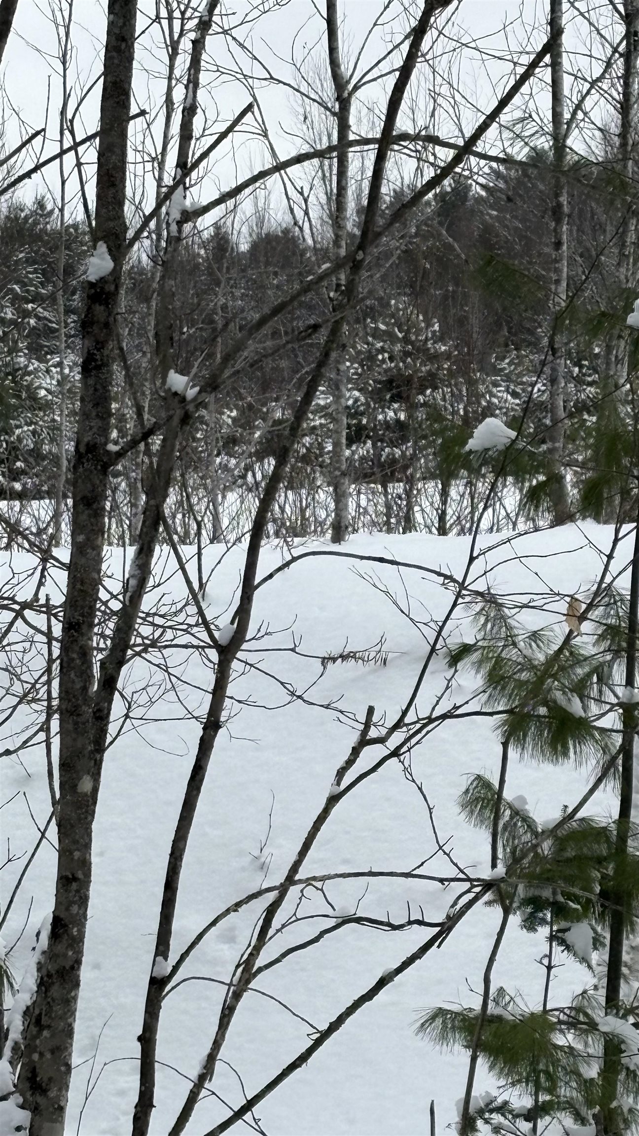 Lot 4 Catterall Road