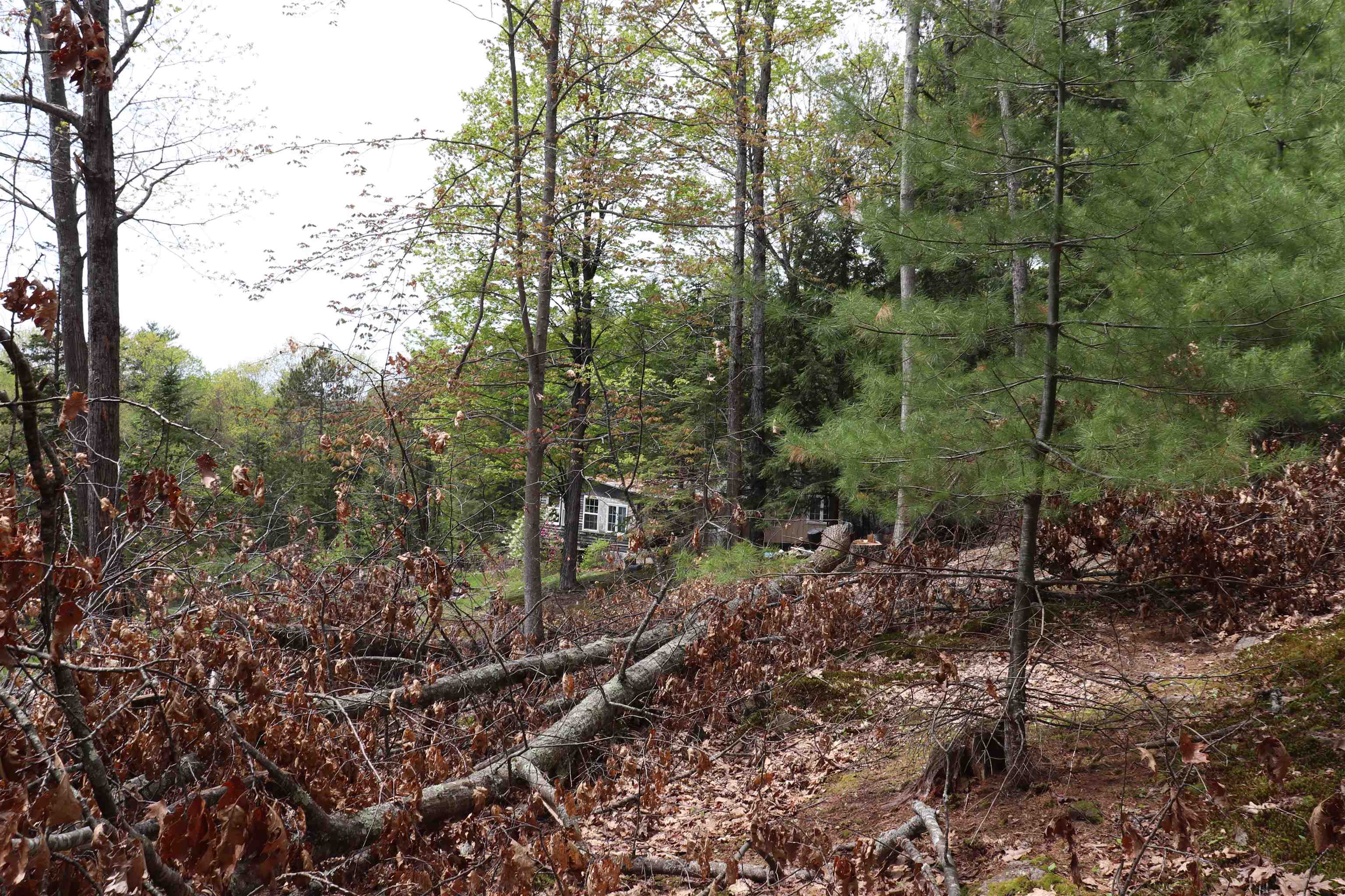 Ossipee, New Hampshire 03864, United States, ,Land,Active,19823