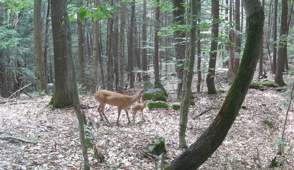 Photo of Gulf Road, Sanbornton, NH 03269 (MLS # 5061892)