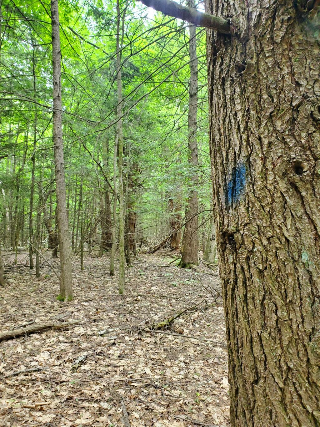 Photo of 00 Monadnock Highway, Swanzey, NH 03446 (MLS # 4999338)