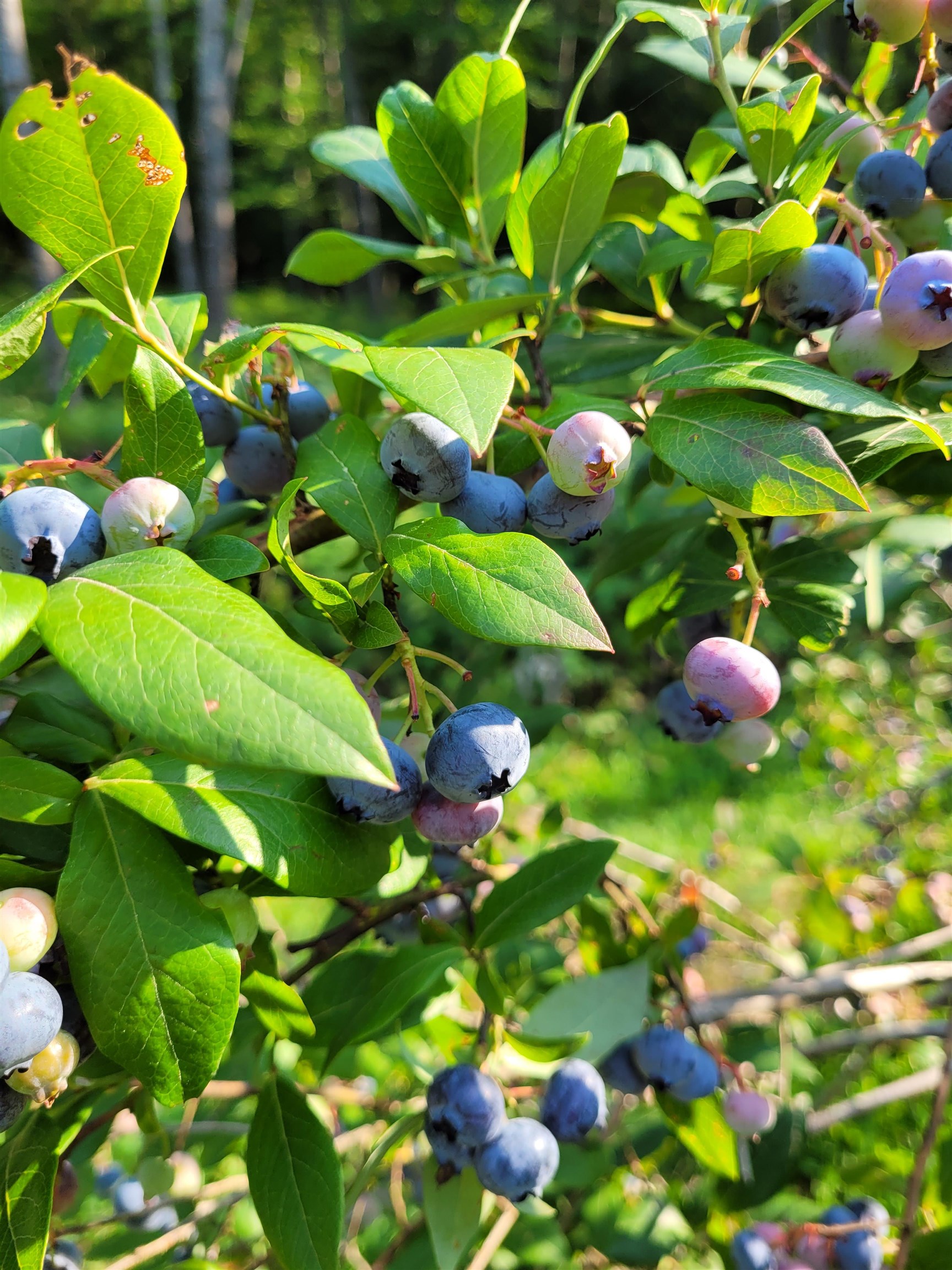 Holderness, New Hampshire 03245, United States, 4 Bedrooms Bedrooms, ,3 BathroomsBathrooms,Residential,Active,186668