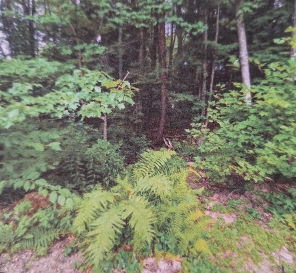 Photo of 18 Robin Shore Drive, Canterbury, NH 03224 (MLS # 5027044)