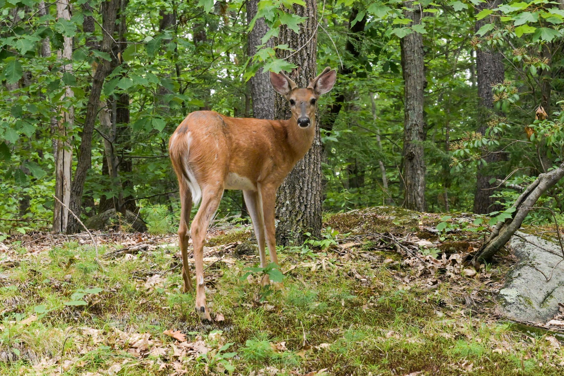 Milford, New Hampshire 03055, United States, 3 Bedrooms Bedrooms, ,2 BathroomsBathrooms,Residential,Pending,189649