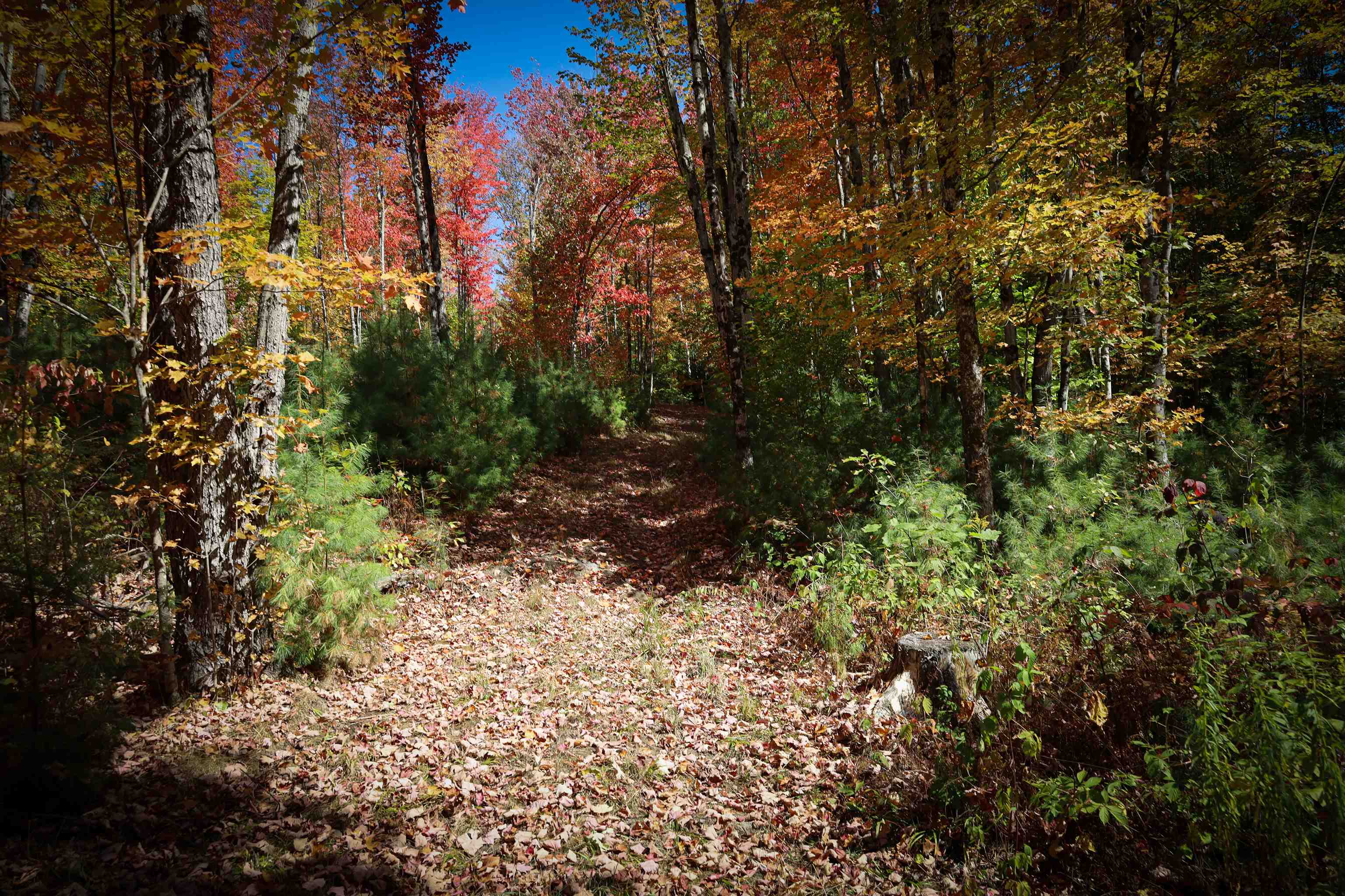 ROW Off Daniels Farm Road