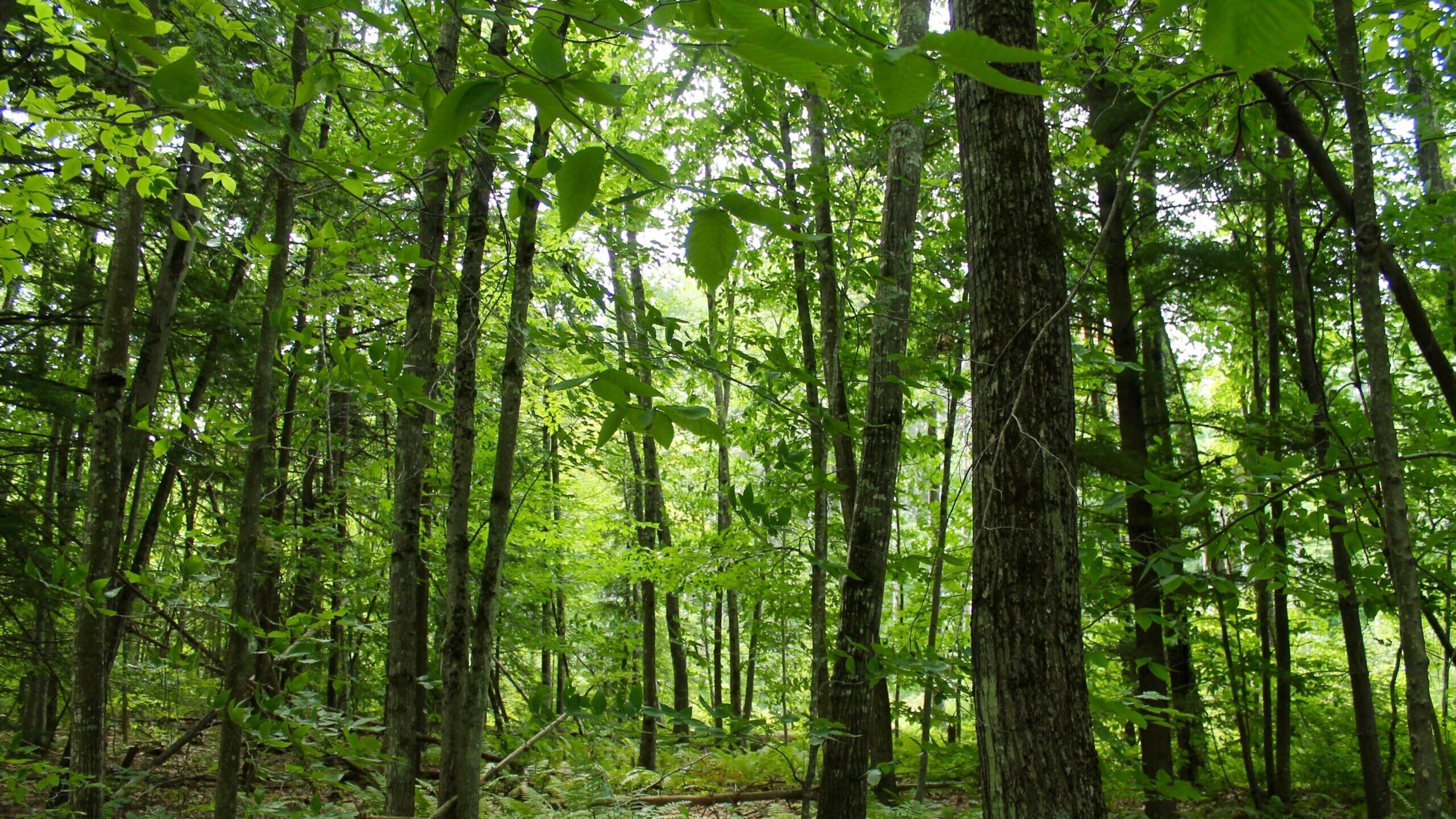 Map 219 Lot 6-8 Ridge Road