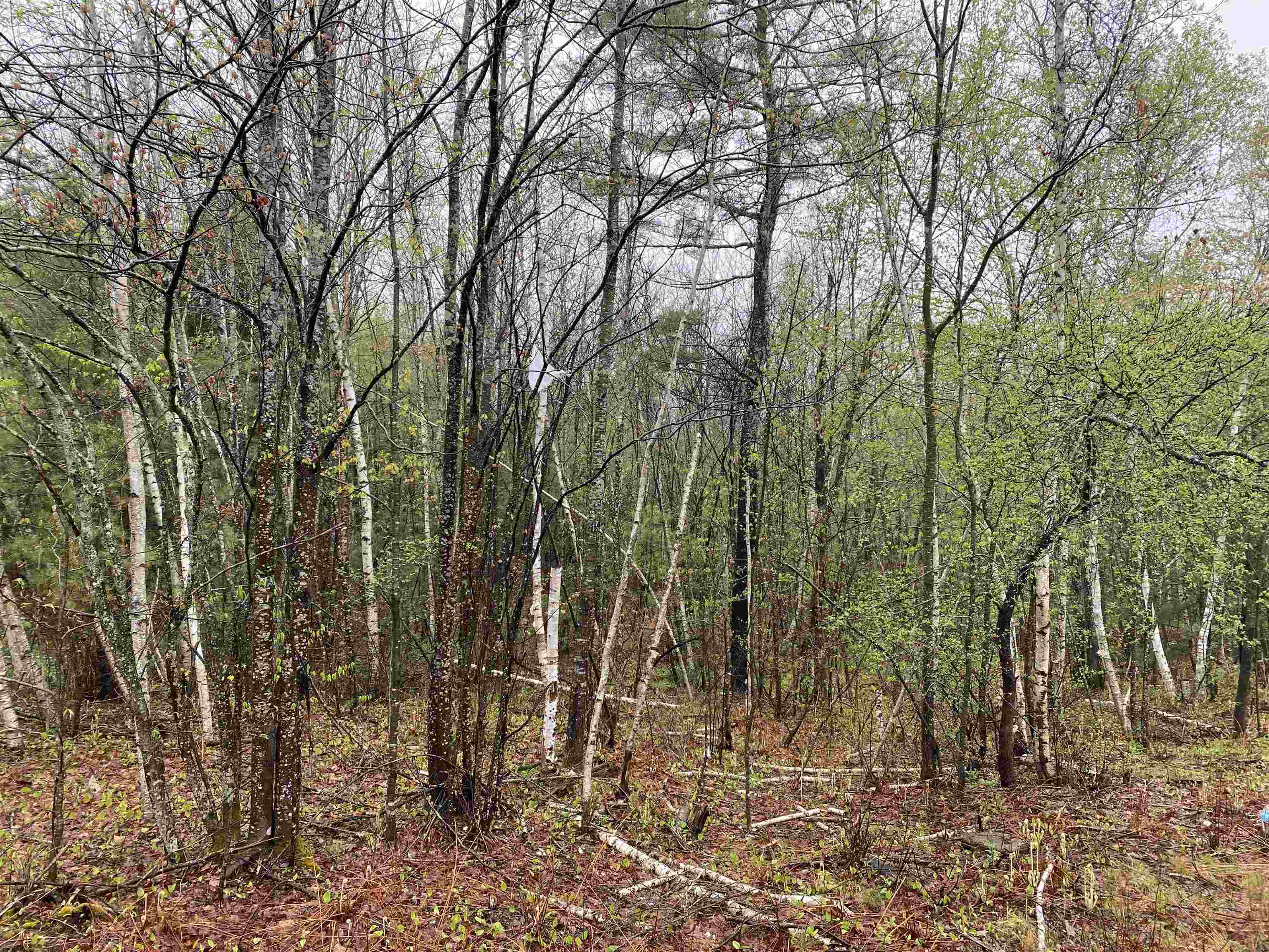 Catamount Road