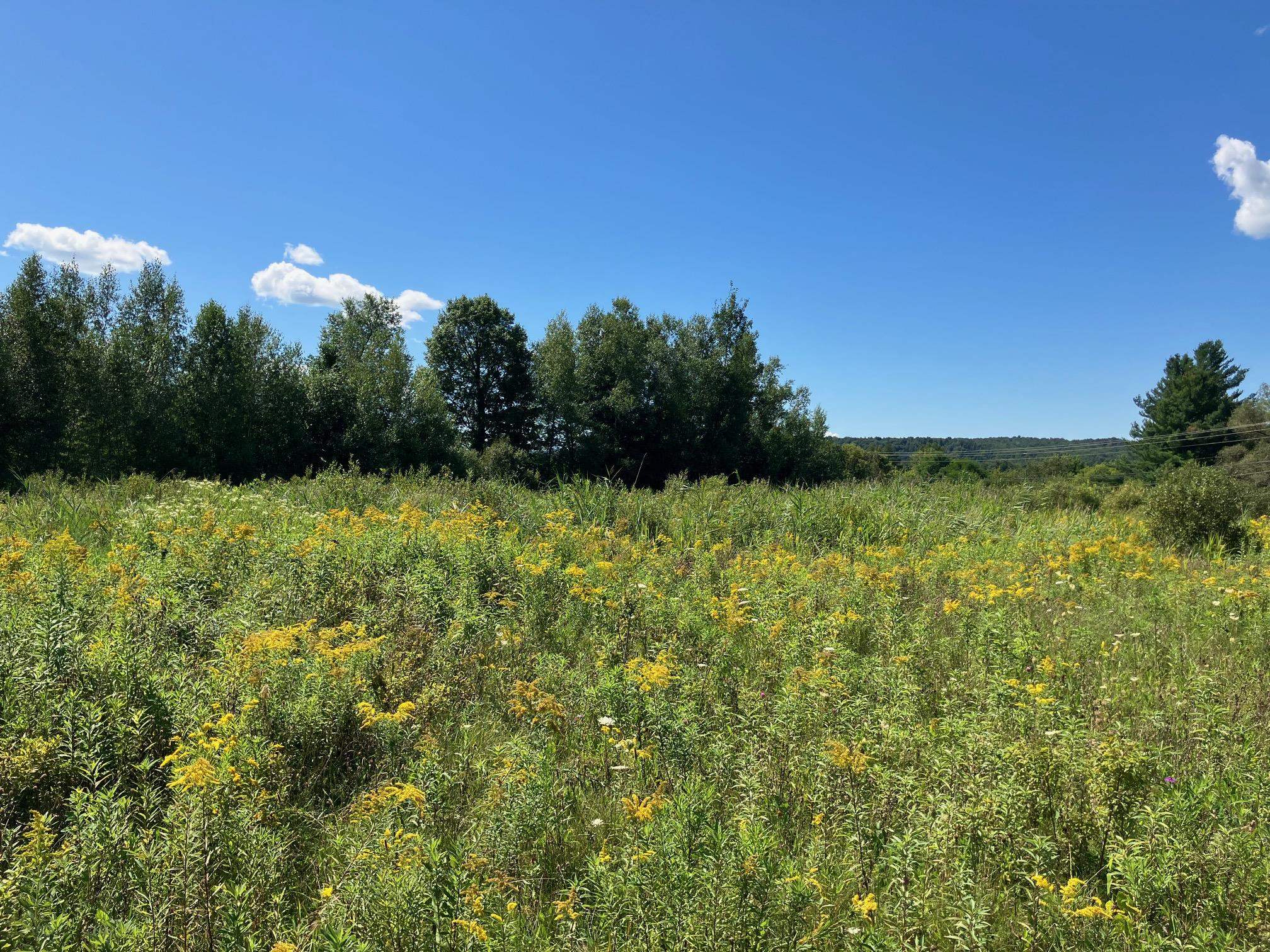 311, Lot 1 Main Street Lot 1
