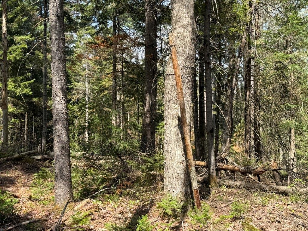 Lot 3 NH Route 4A