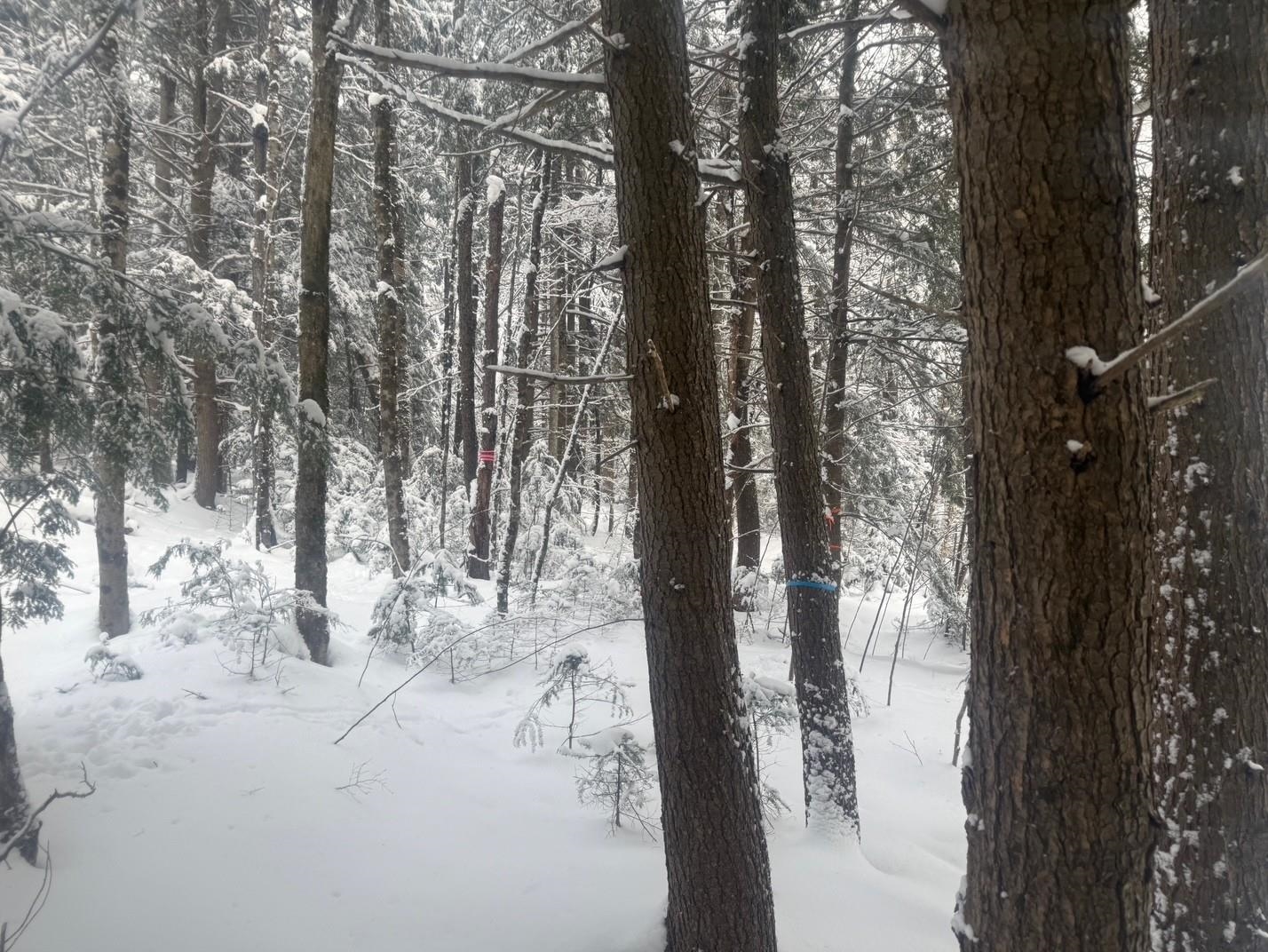 Morristown, Vermont 05661, United States, ,Land,Active,4256