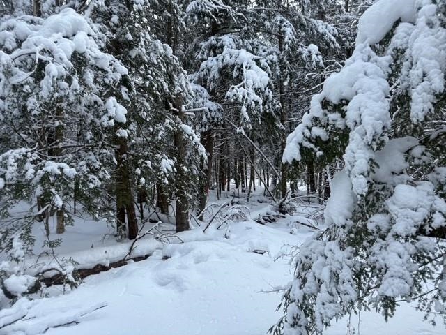 Morristown, Vermont 05661, United States, ,Land,Active,4256