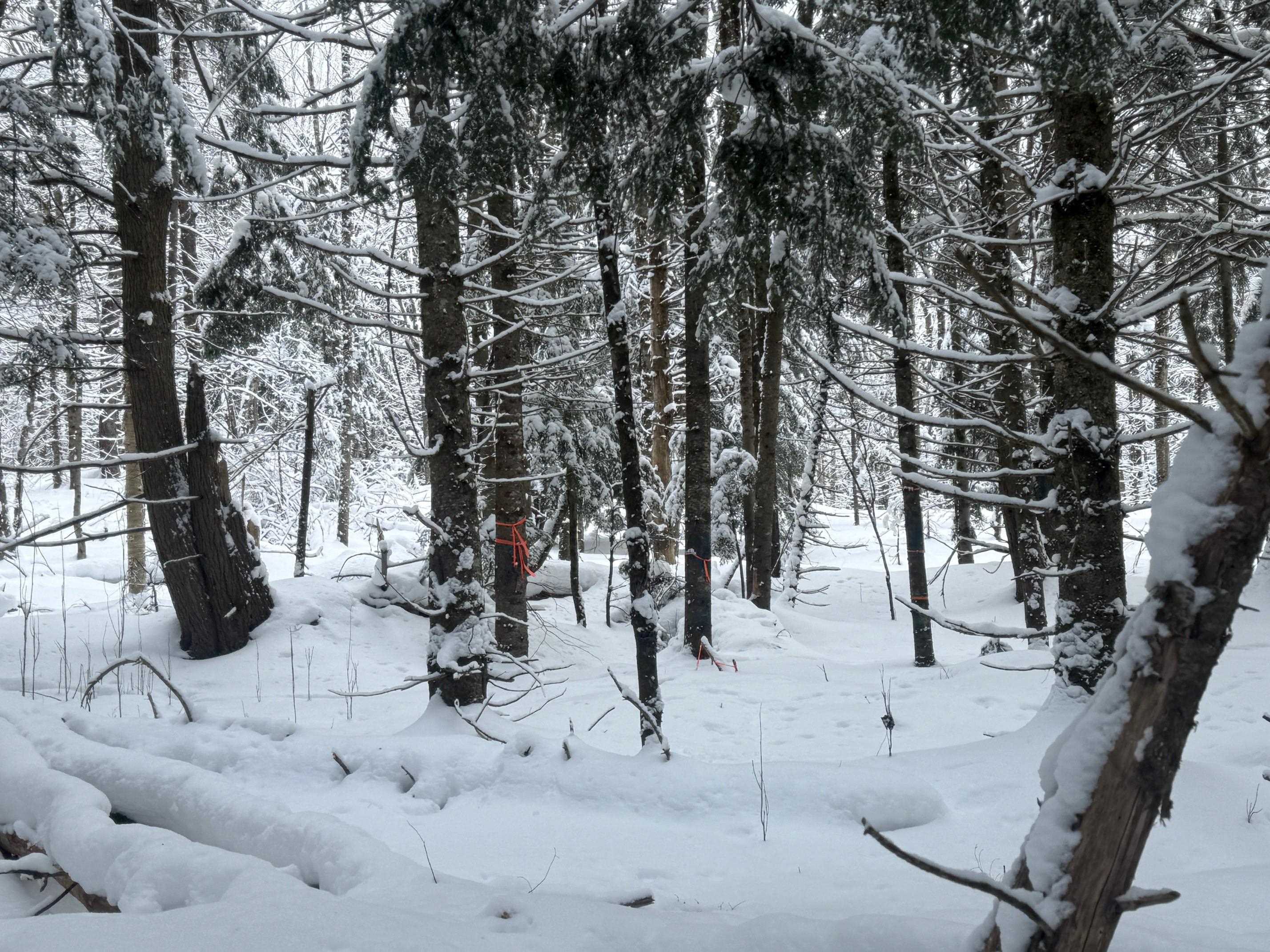 Morristown, Vermont 05661, United States, ,Land,Active,4256