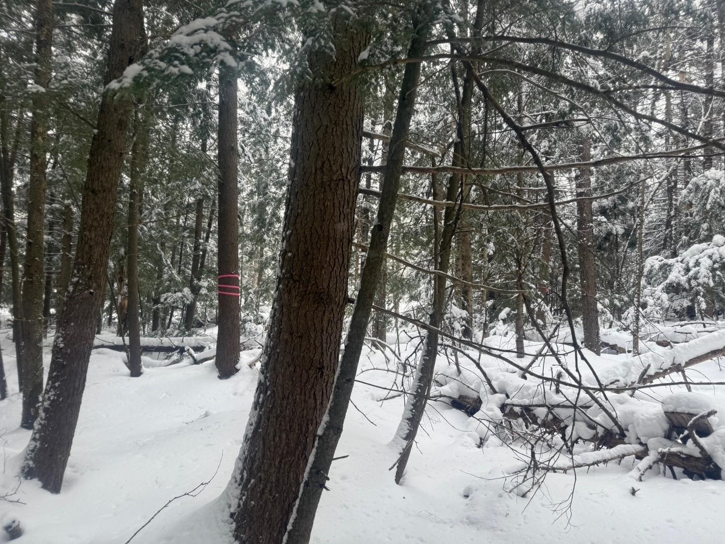 Morristown, Vermont 05661, United States, ,Land,Active,4256