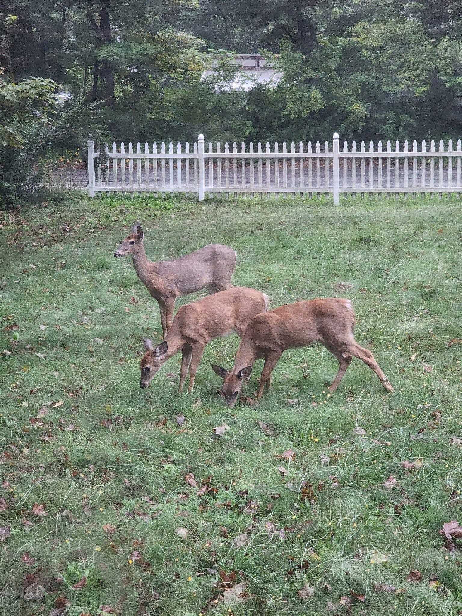 Milford, New Hampshire 03055, United States, 3 Bedrooms Bedrooms, ,3 BathroomsBathrooms,Residential,Active,96791