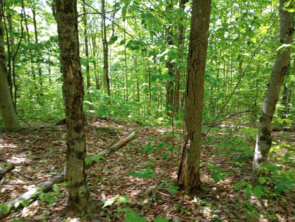 Blueberry Hill Road