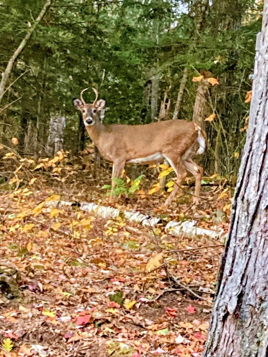 Photo of 5 Windgate Terrace #Lots 136 &amp; 137, Haverhill, NH 03785 (MLS # 5070654)