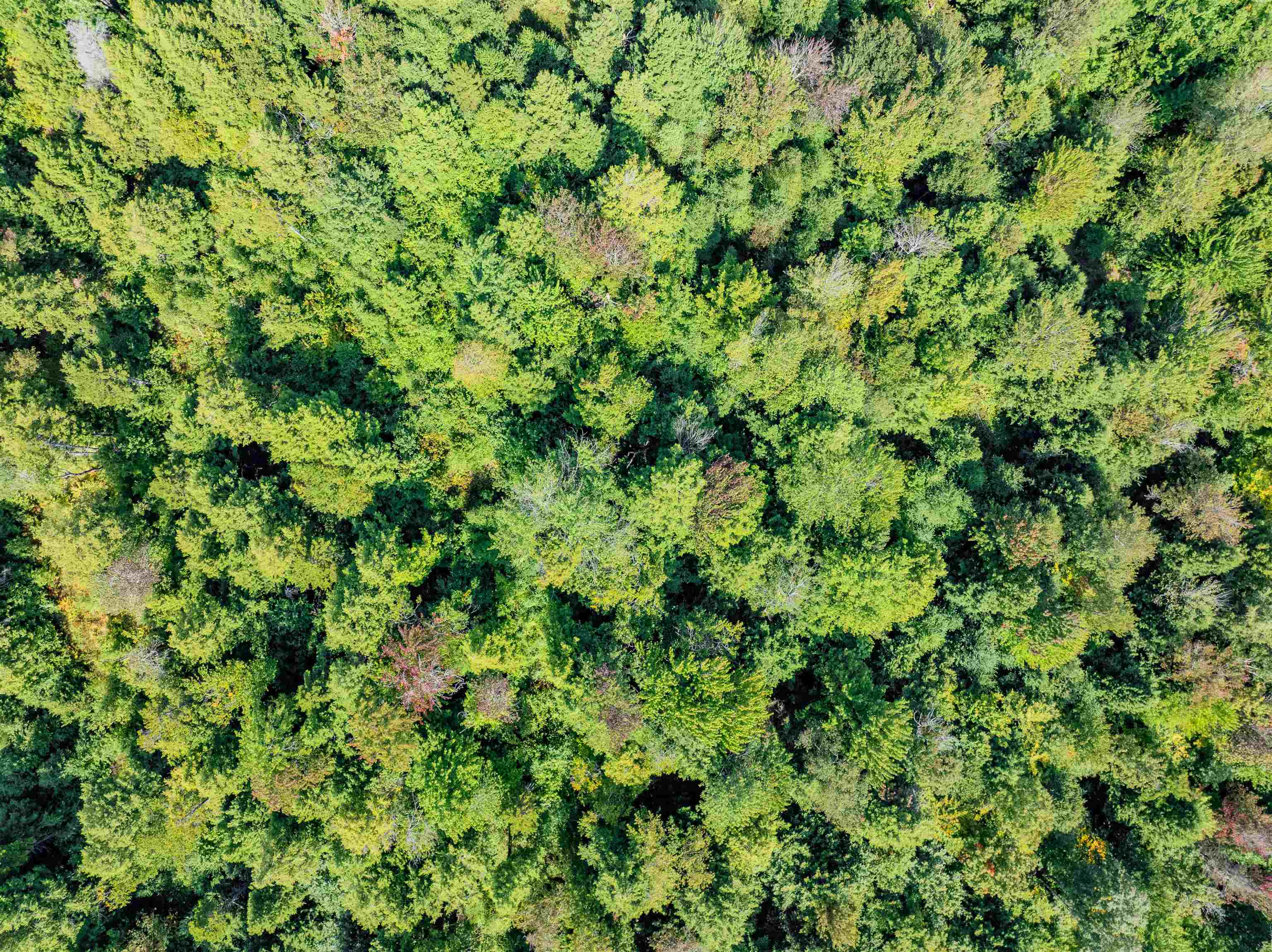 Morristown, Vermont 05661, United States, ,Land,Active,130038