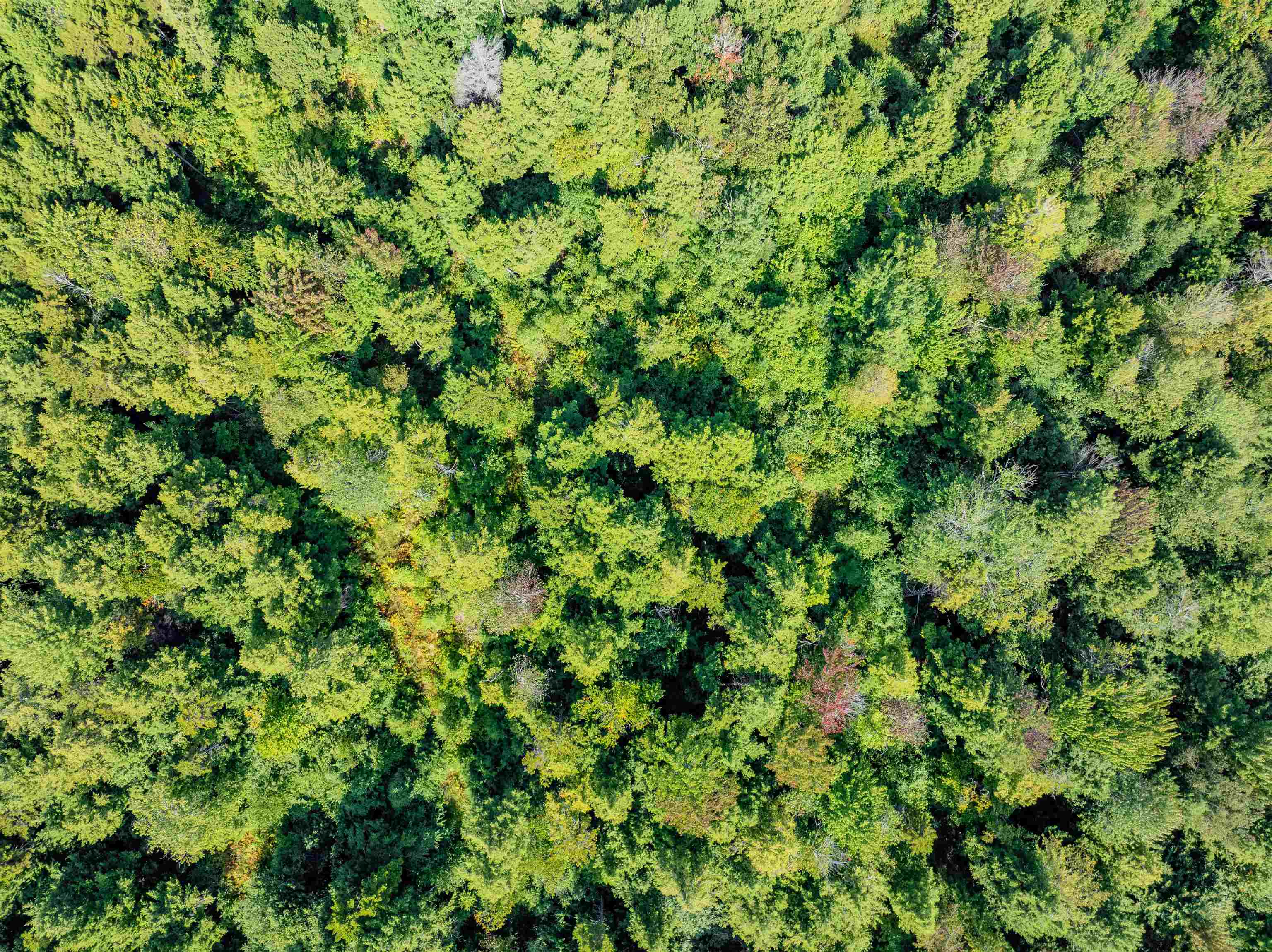 Morristown, Vermont 05661, United States, ,Land,Active,130038