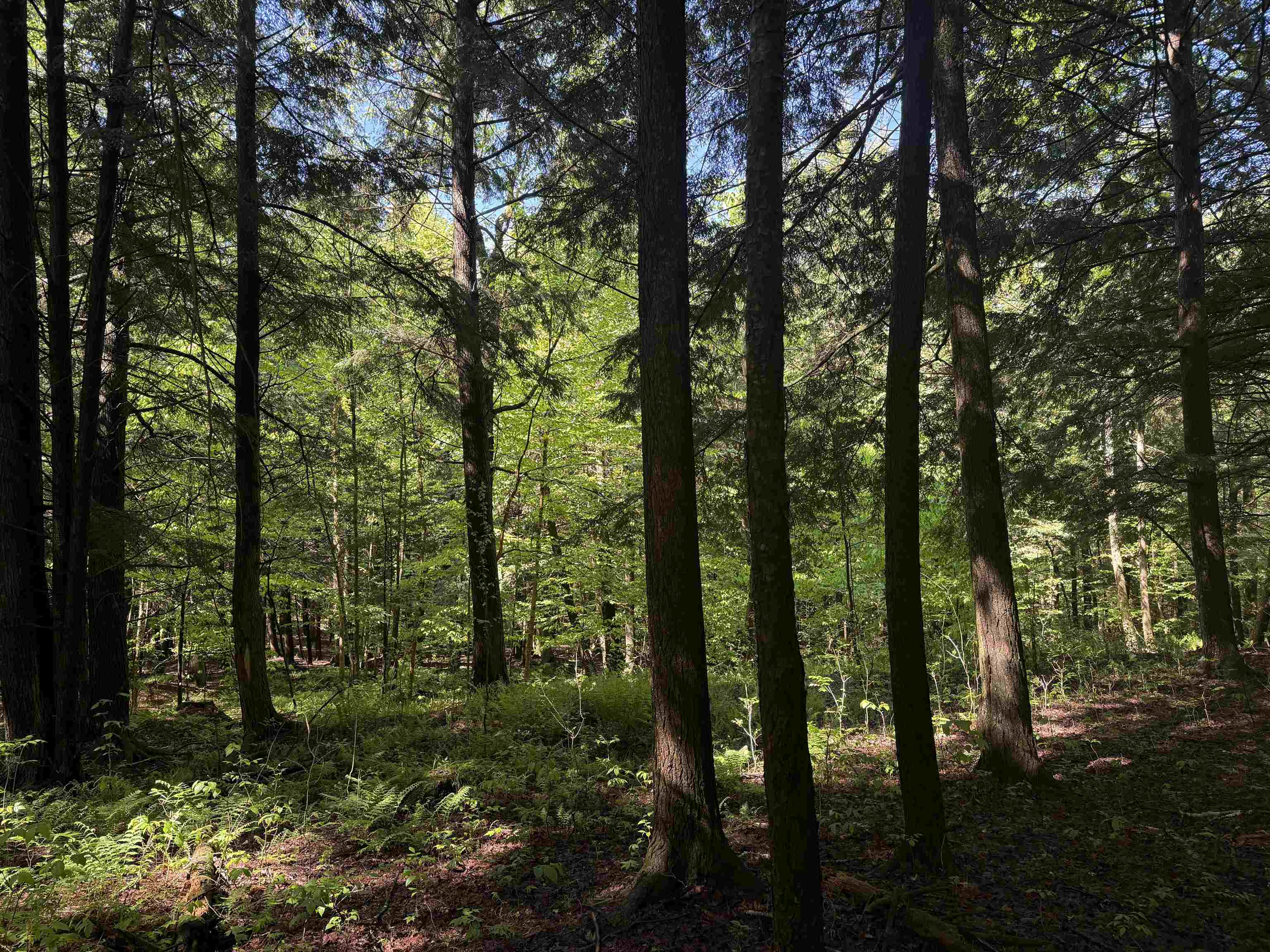 Johnson, Vermont 05656, United States, ,Land,Active,101555