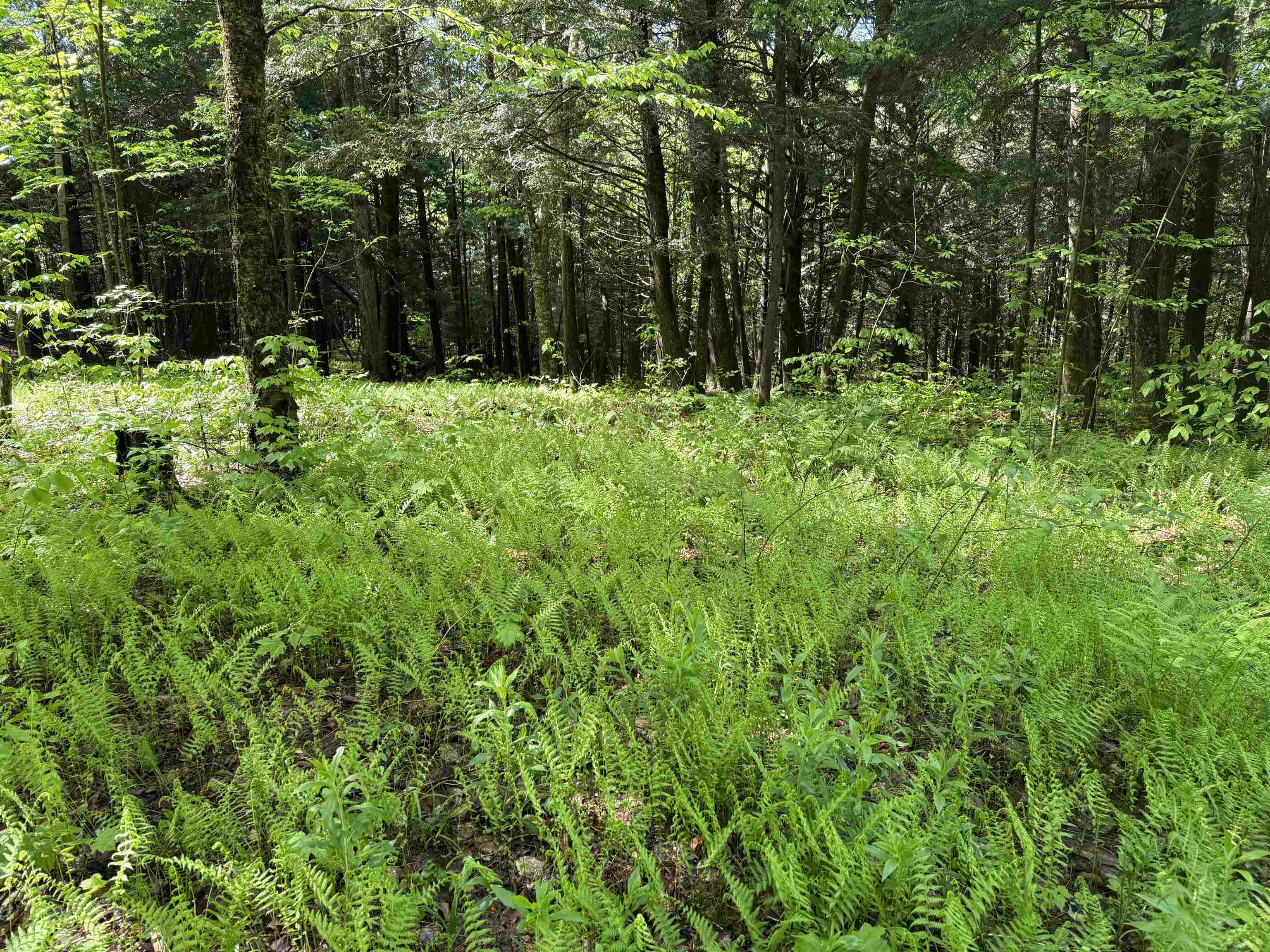 TBD Plot Road